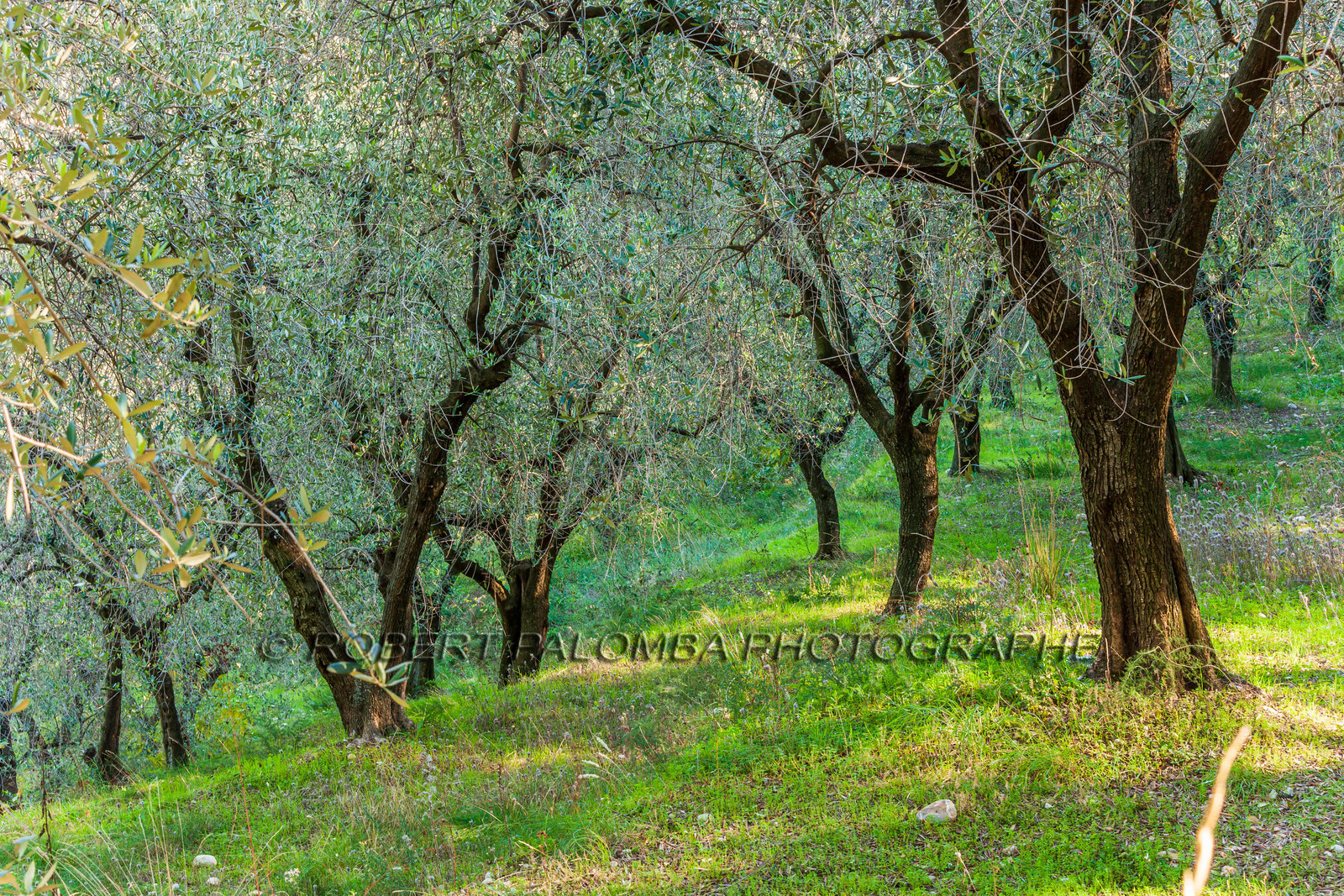 Huile d'Olive