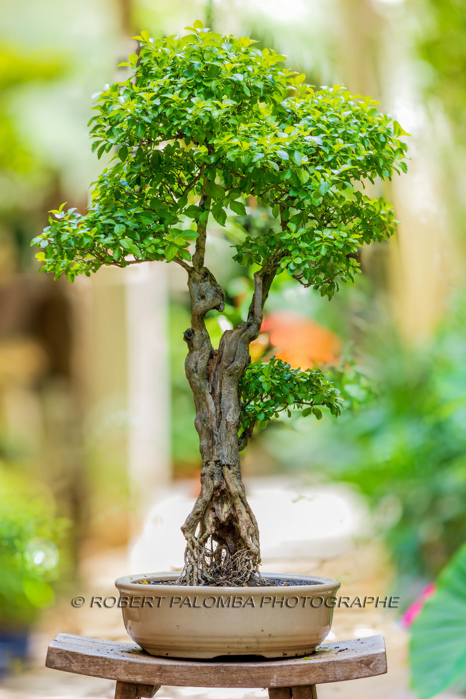 Bonsai Center