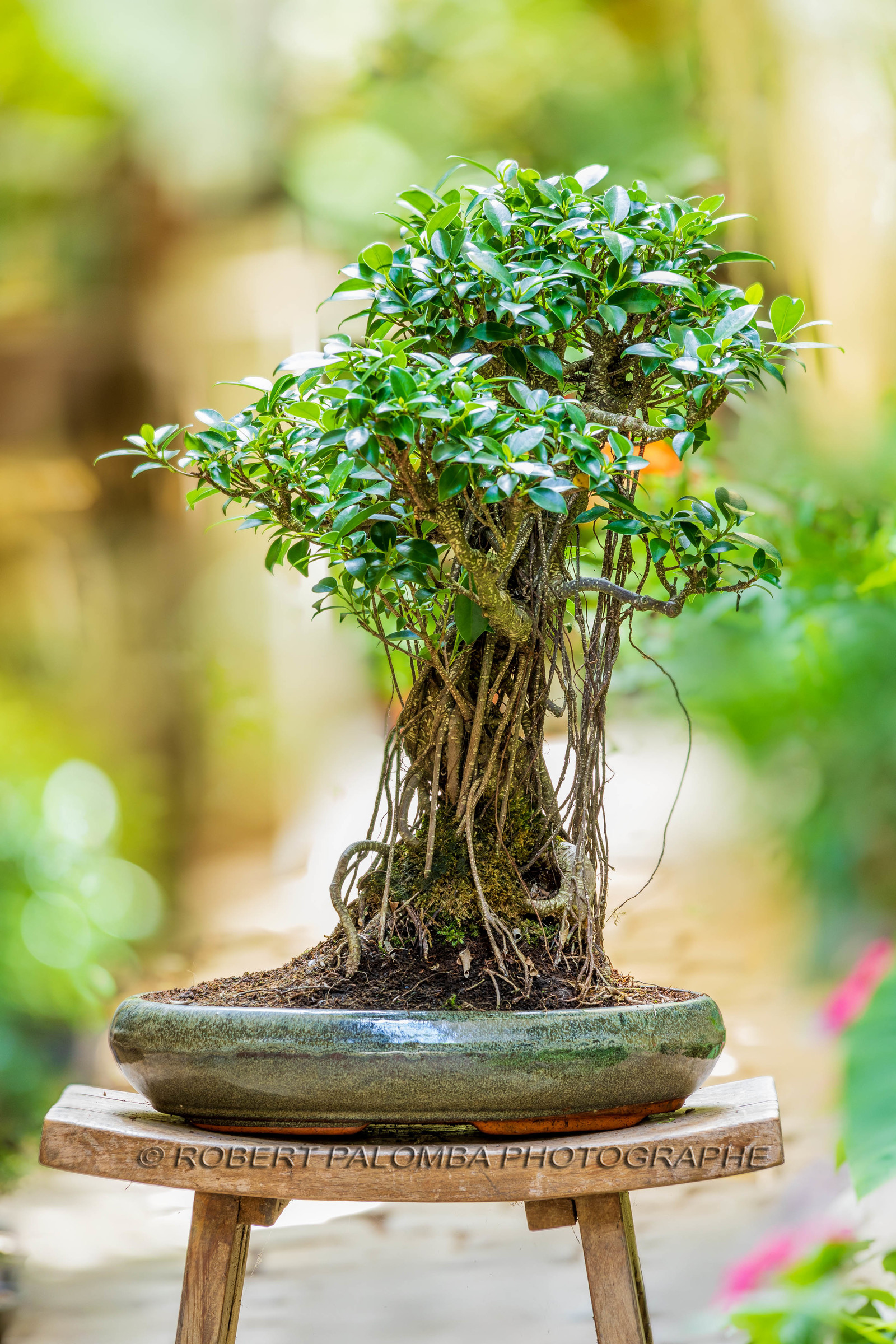Bonsai Center