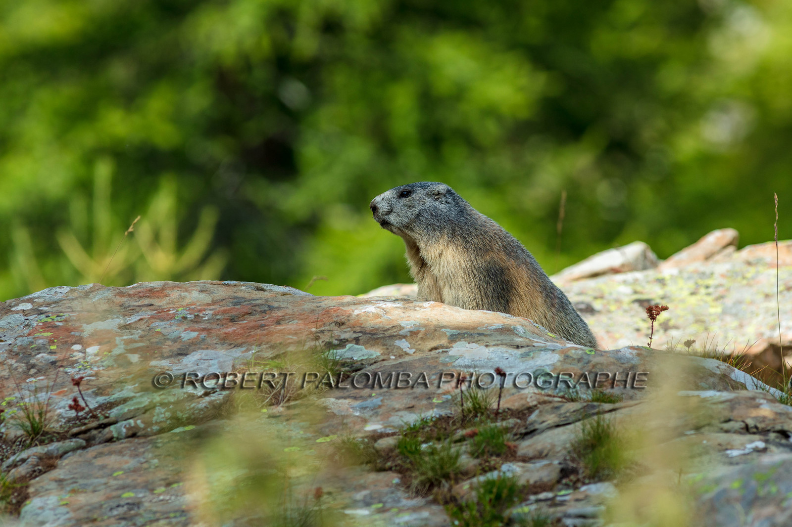 Marmotte