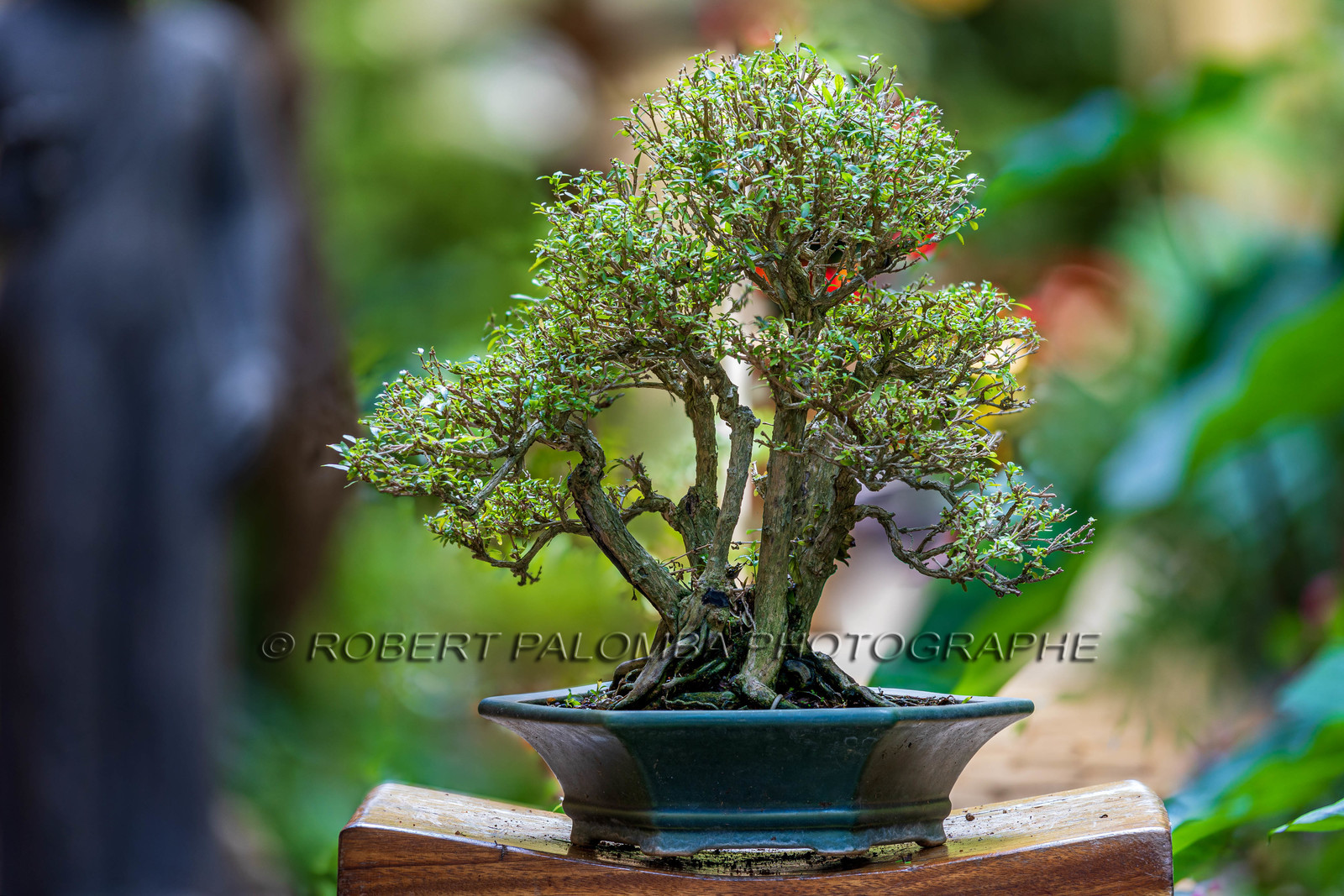 Bonsai Center