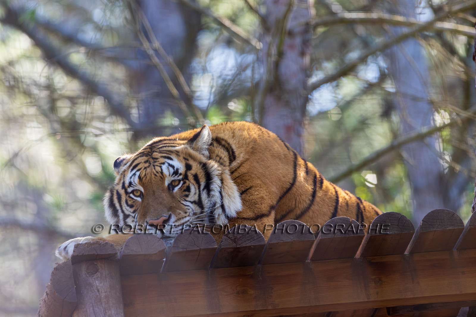 Tigre