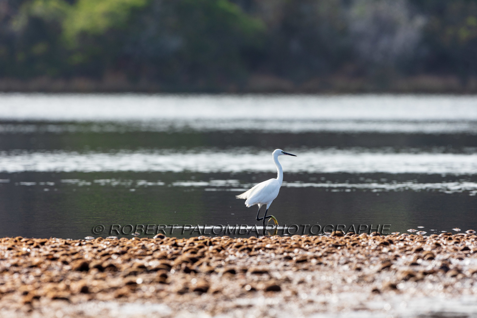 Grande Aigrette