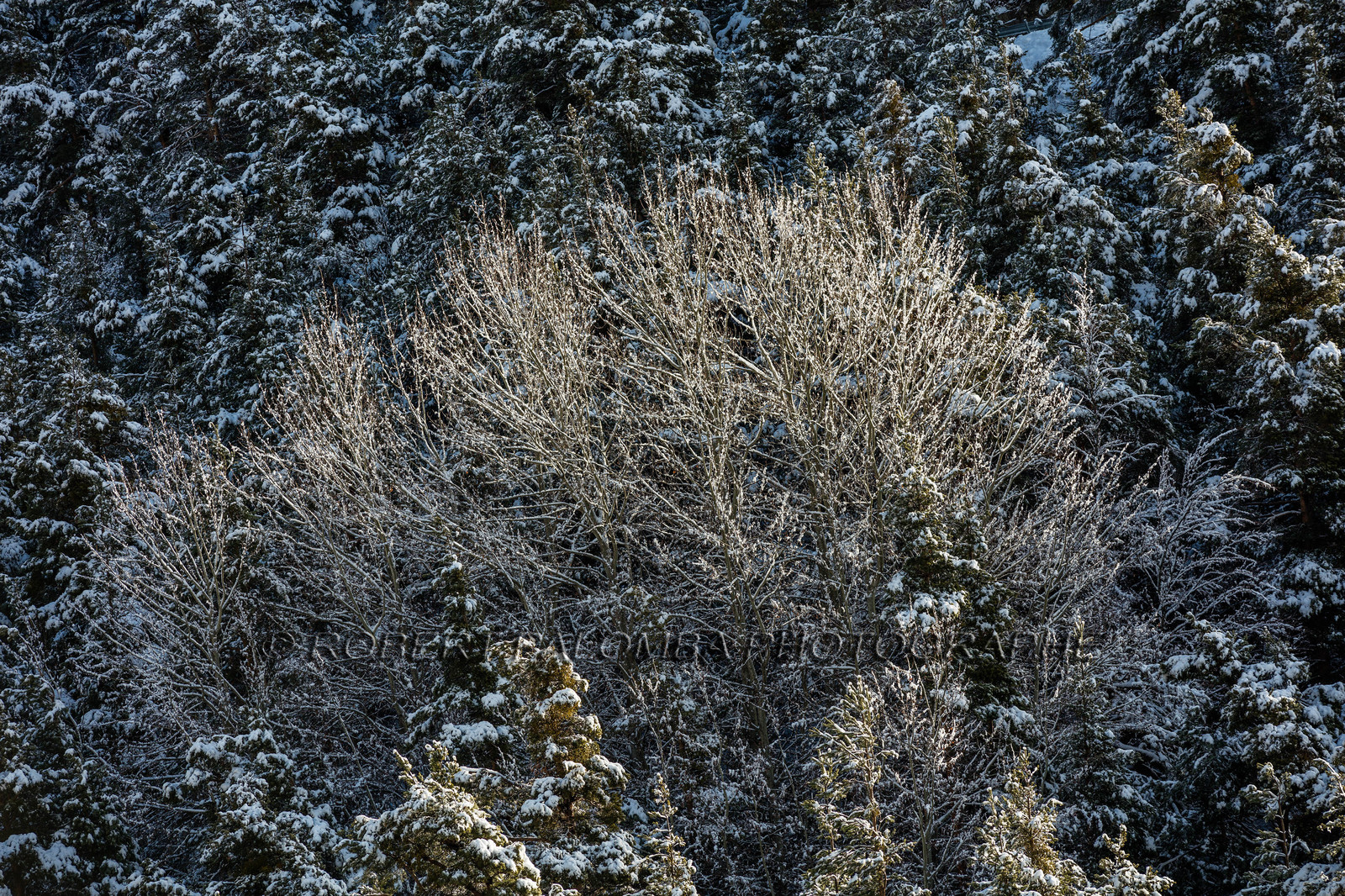 La Colle-Saint-Michel