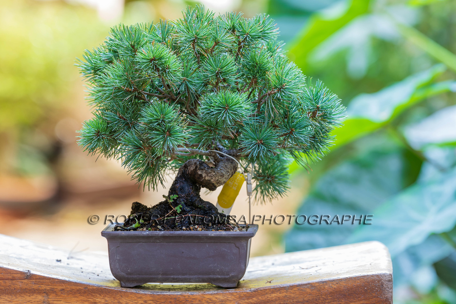 Alpes-Maritimes (06) Nice, Bonsaï,