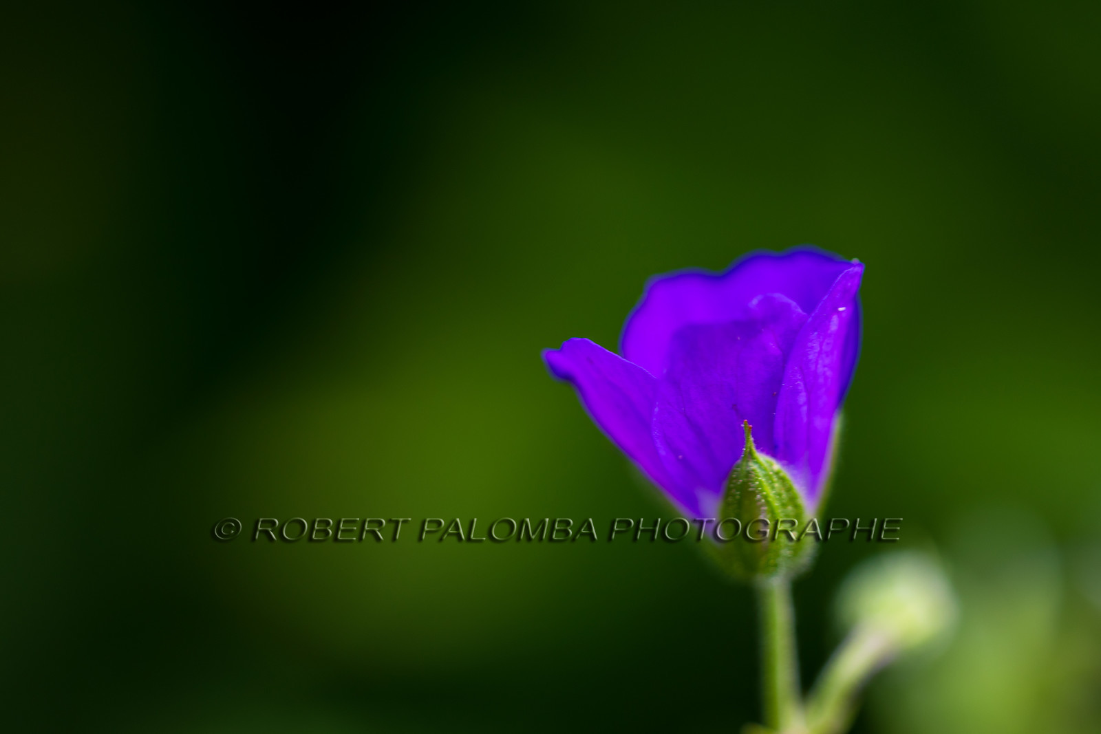 Alpes-de-Haute-Provence (04) Val d'Allos