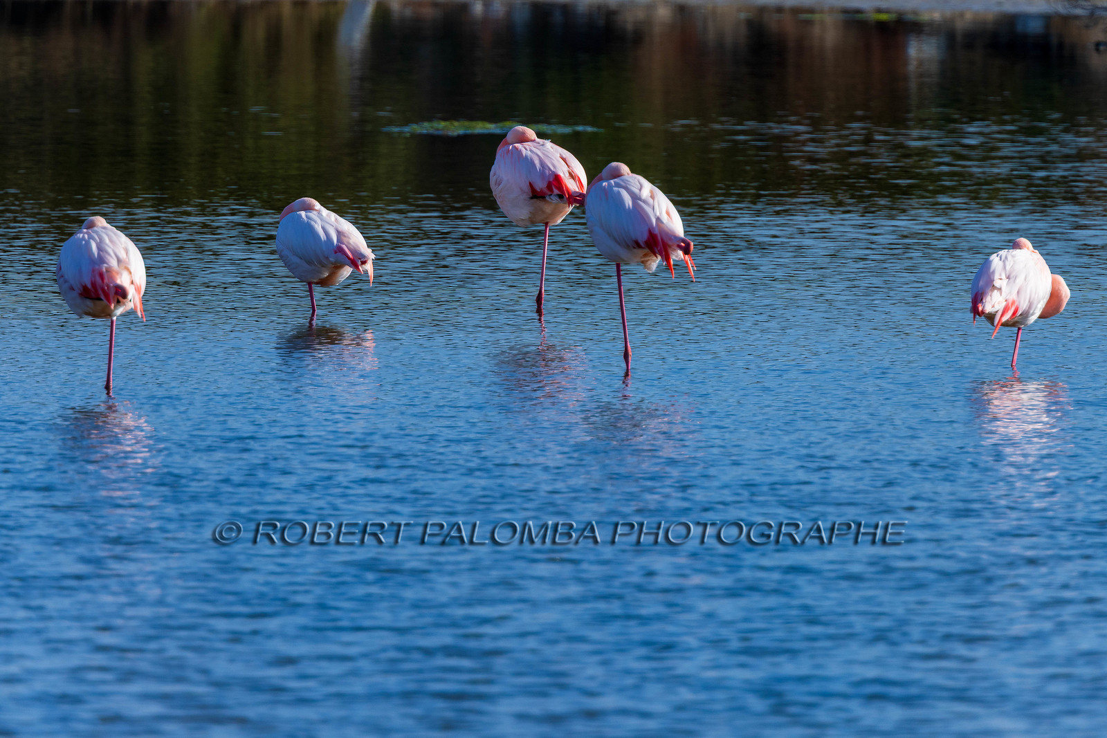Flamant rose