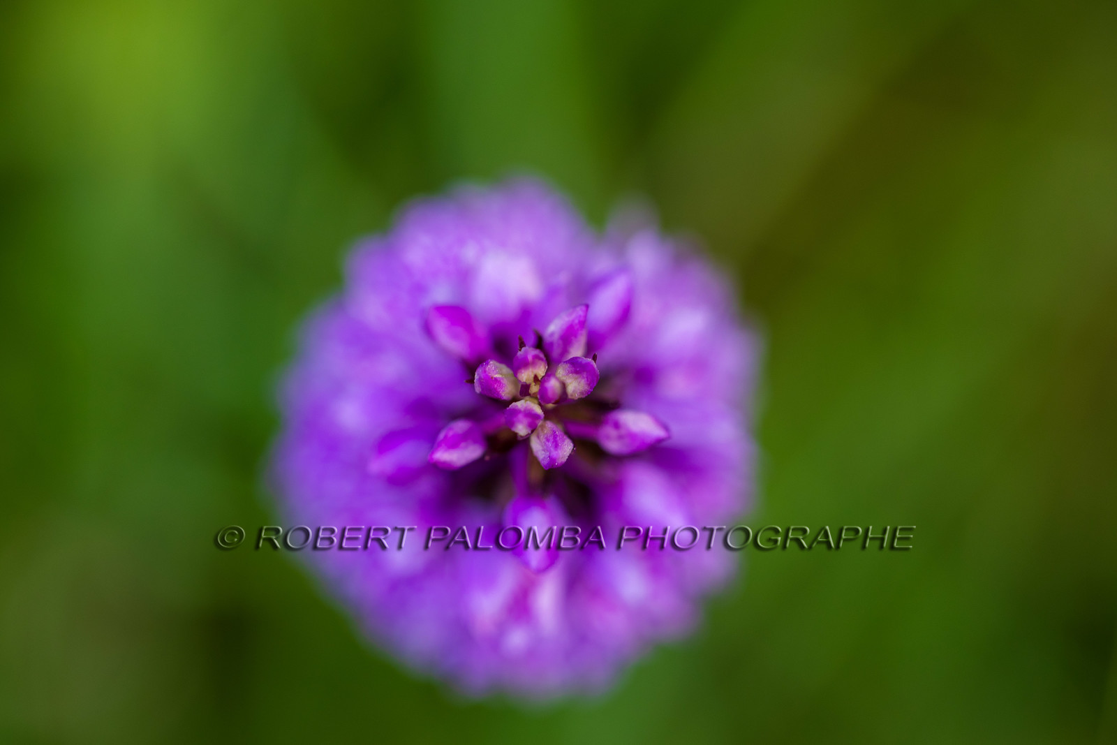 Alpes-de-Haute-Provence (04) Val d'Allos