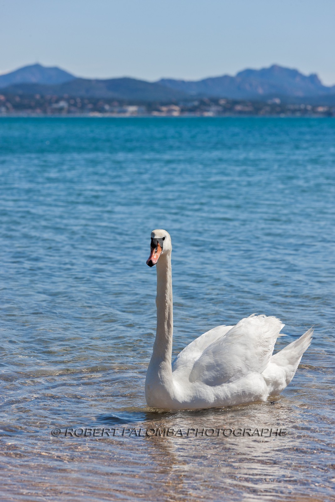 Cygne