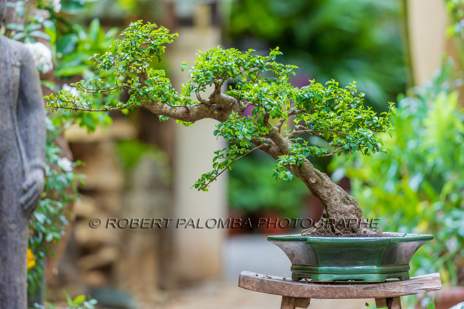 Bonsai