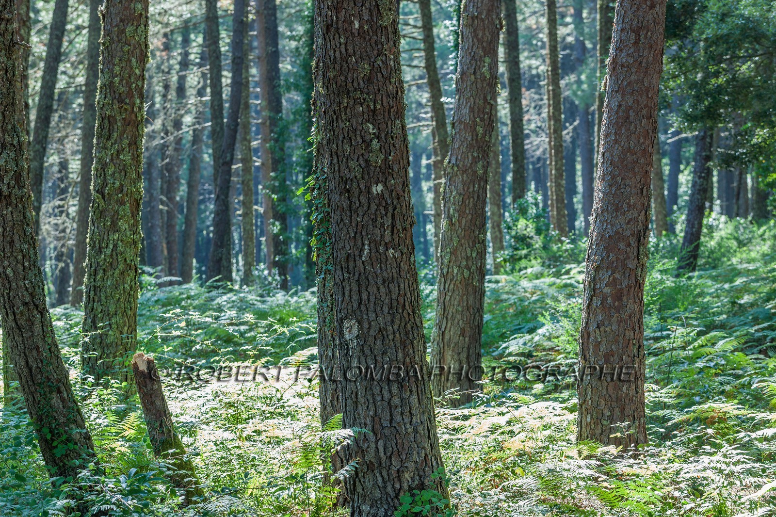 Forêt de l'Ospédale