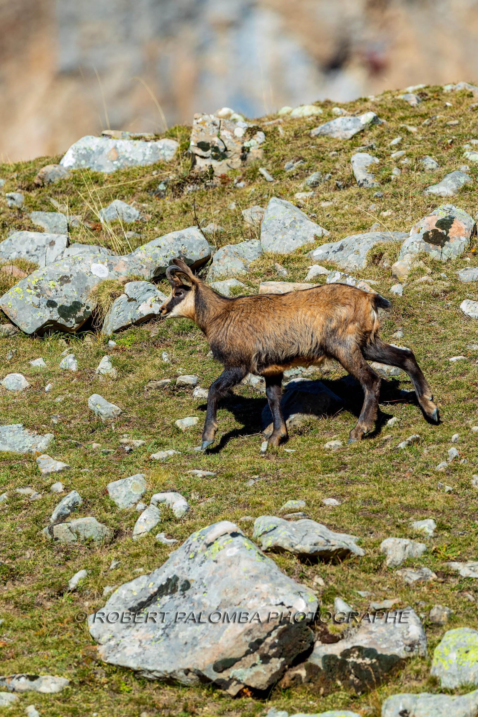 Chamois, Rupicapra rupicapra