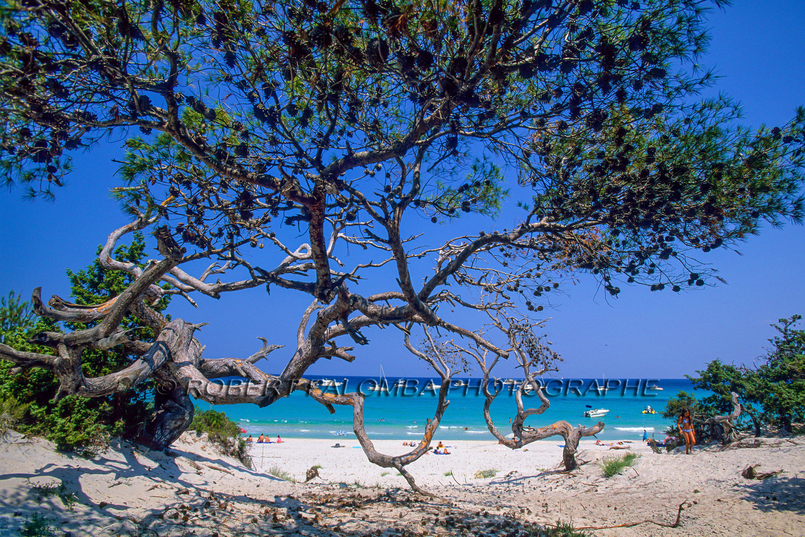 Saleccia