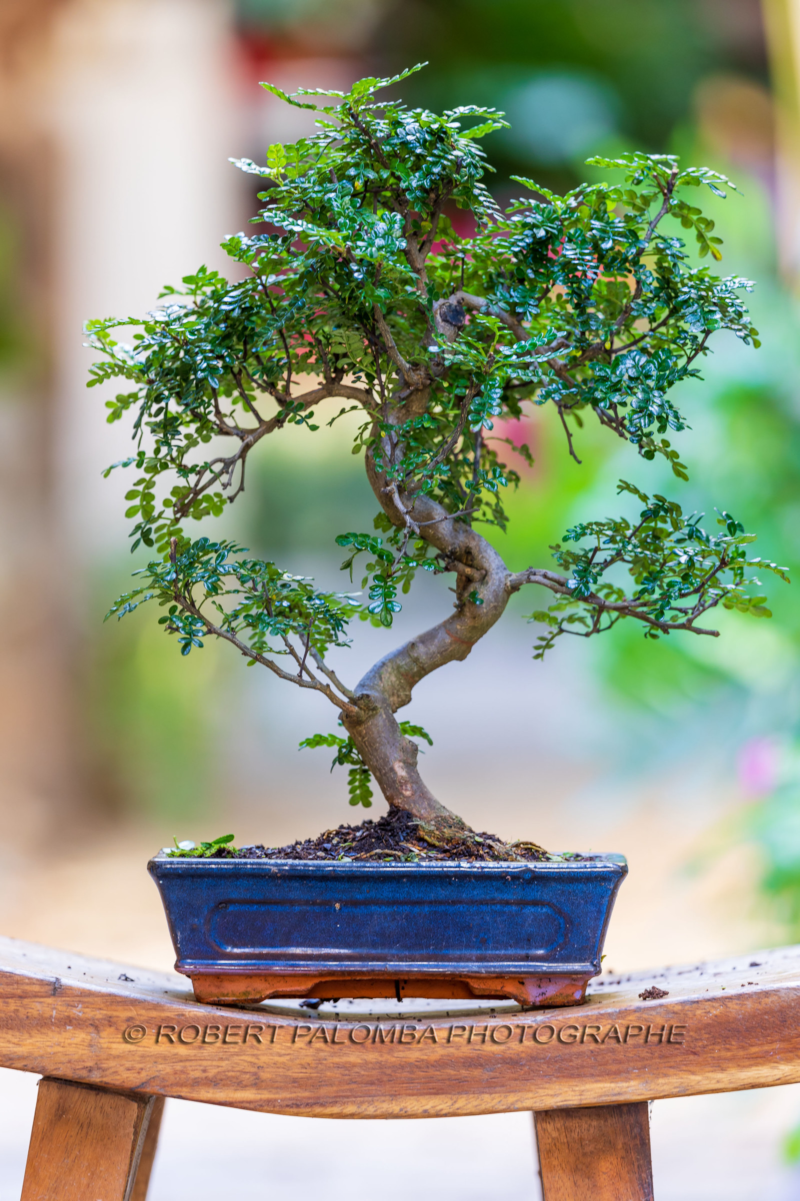 Bonsai Center