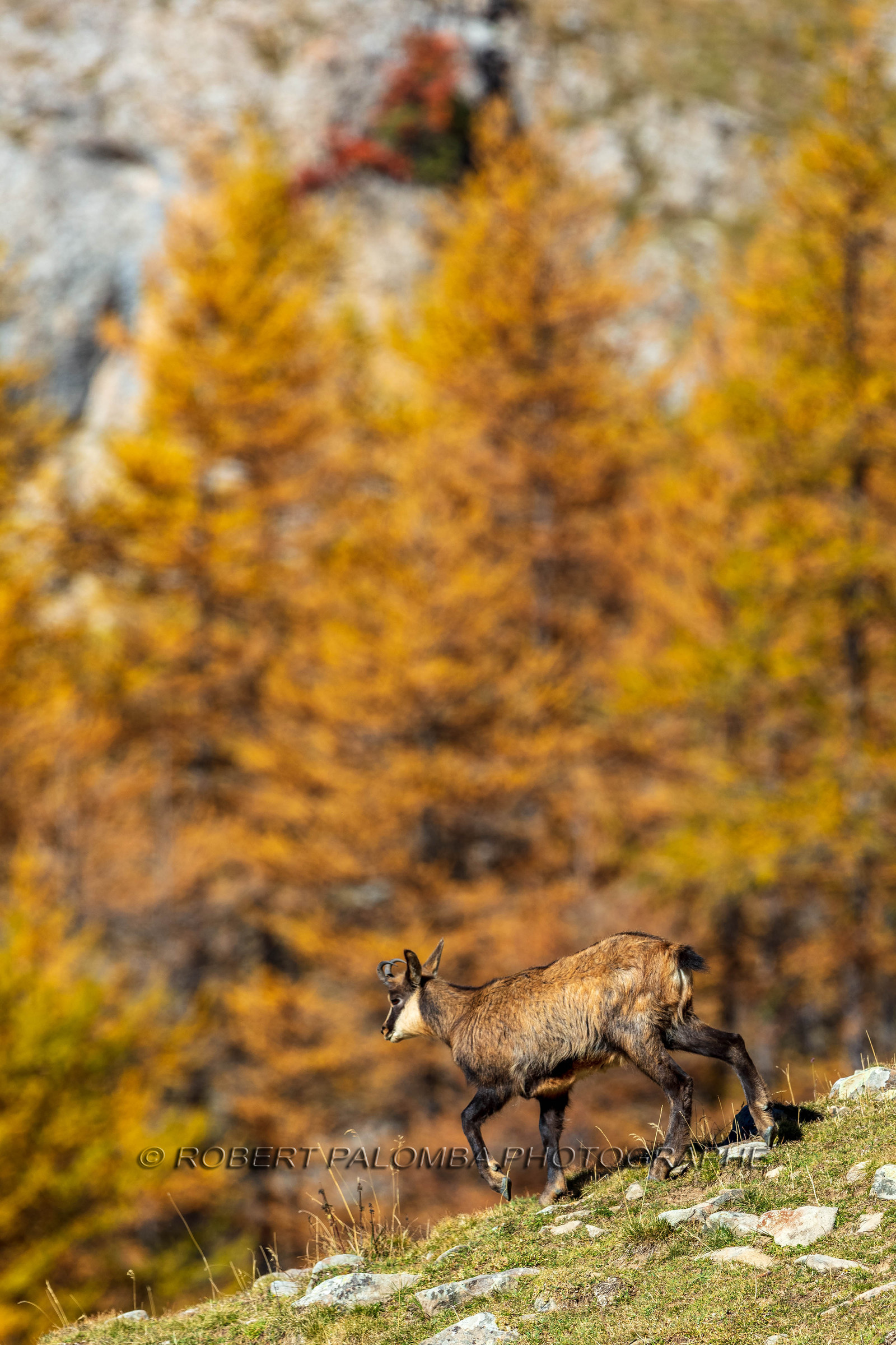 Chamois, Rupicapra rupicapra