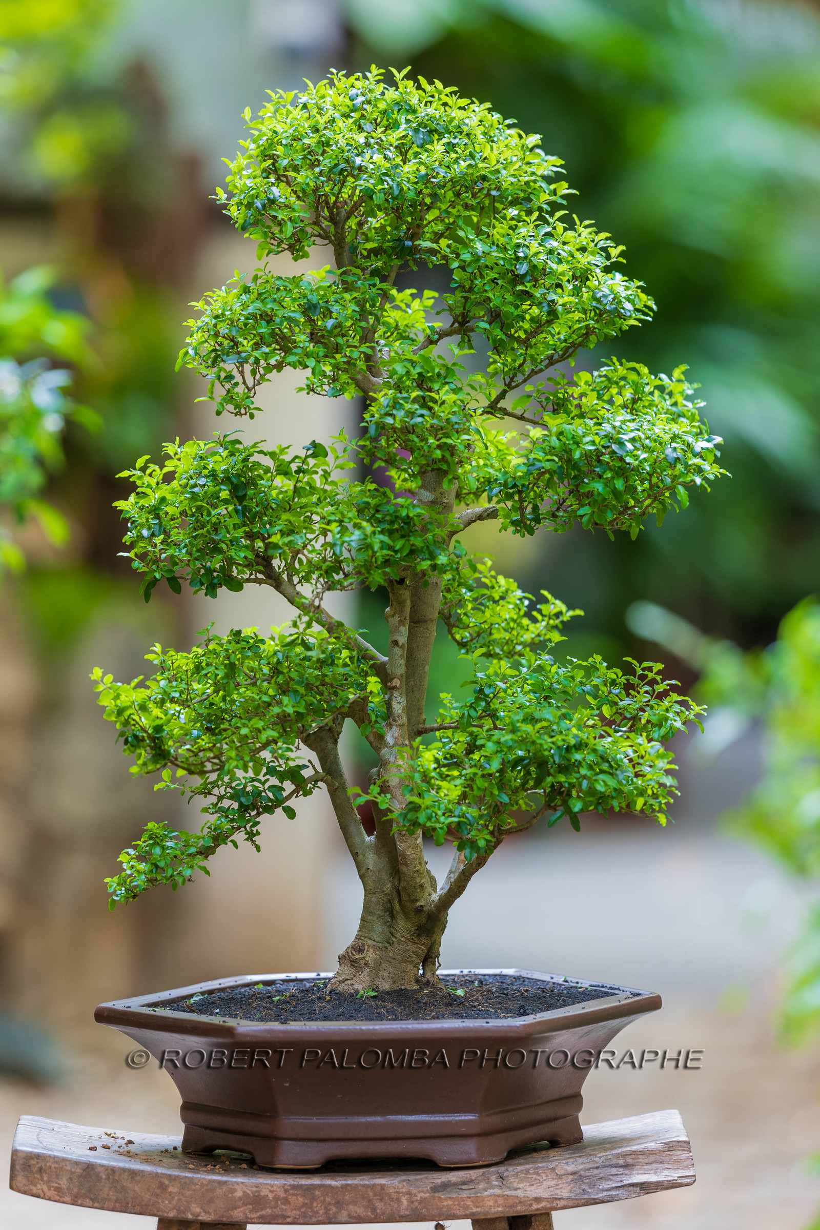 Bonsai