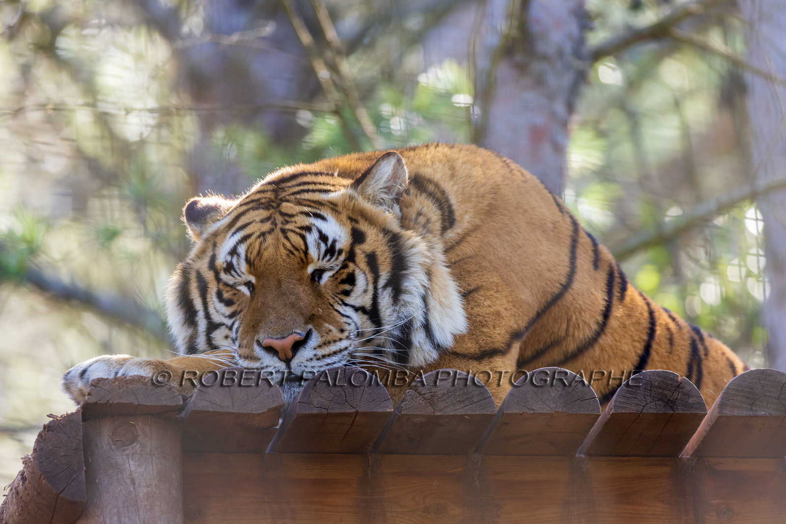 Tigre