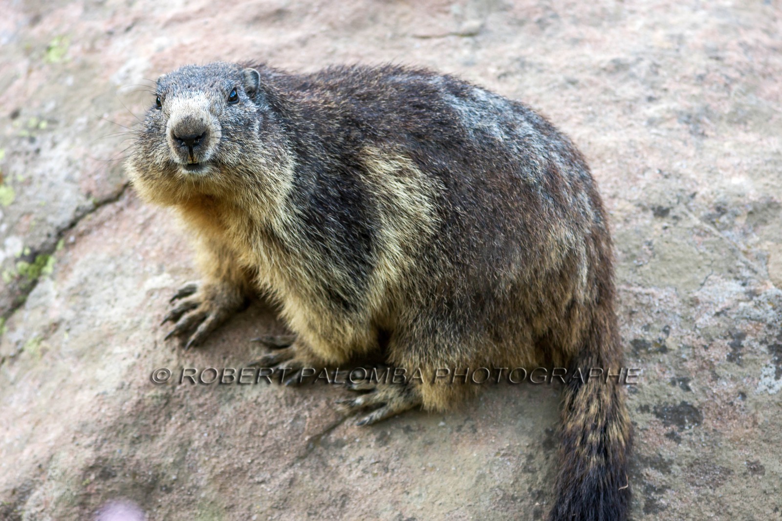 Marmotte, Marmota