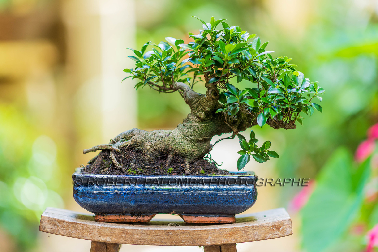 Bonsai Center