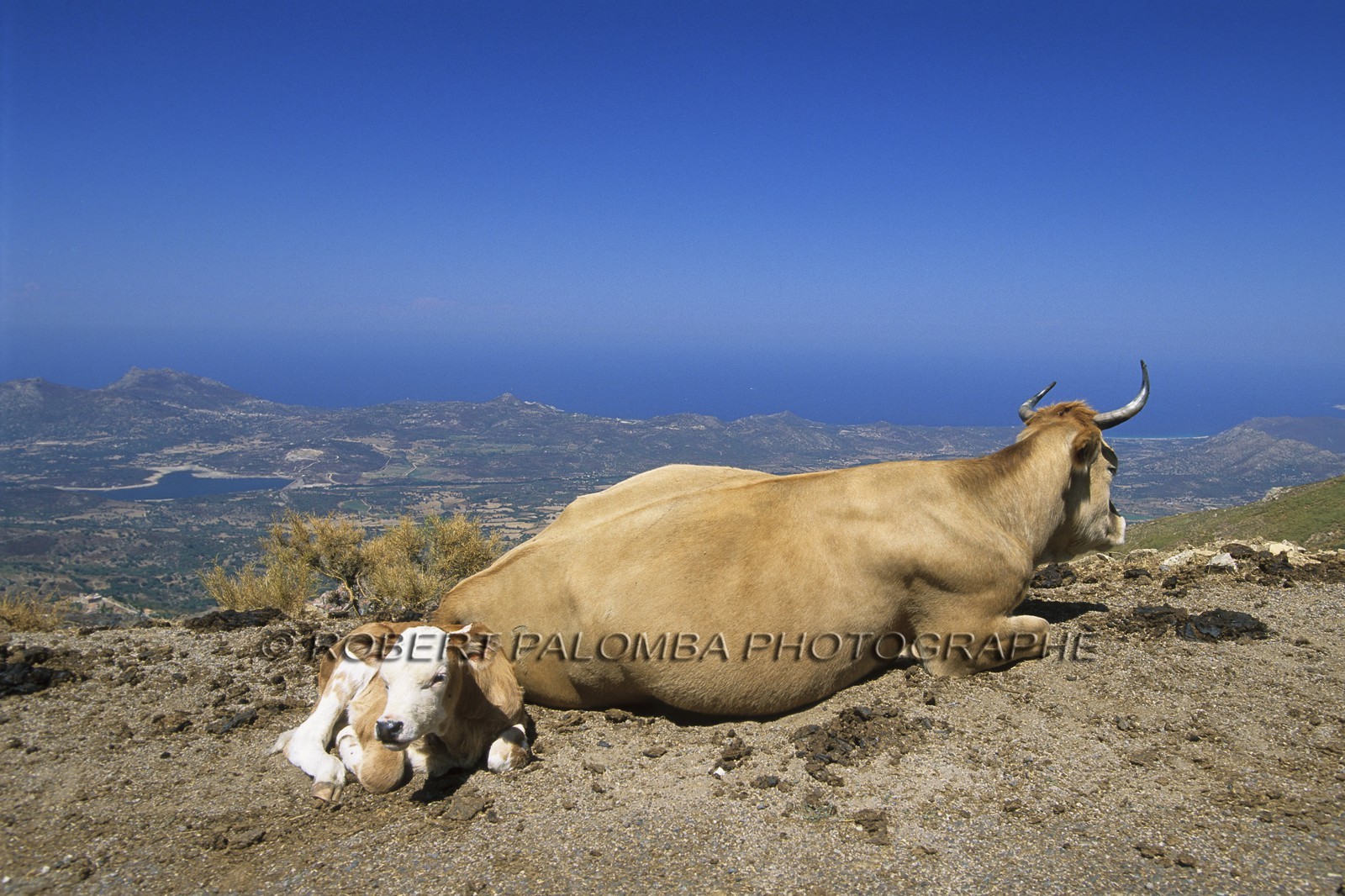 Speloncato