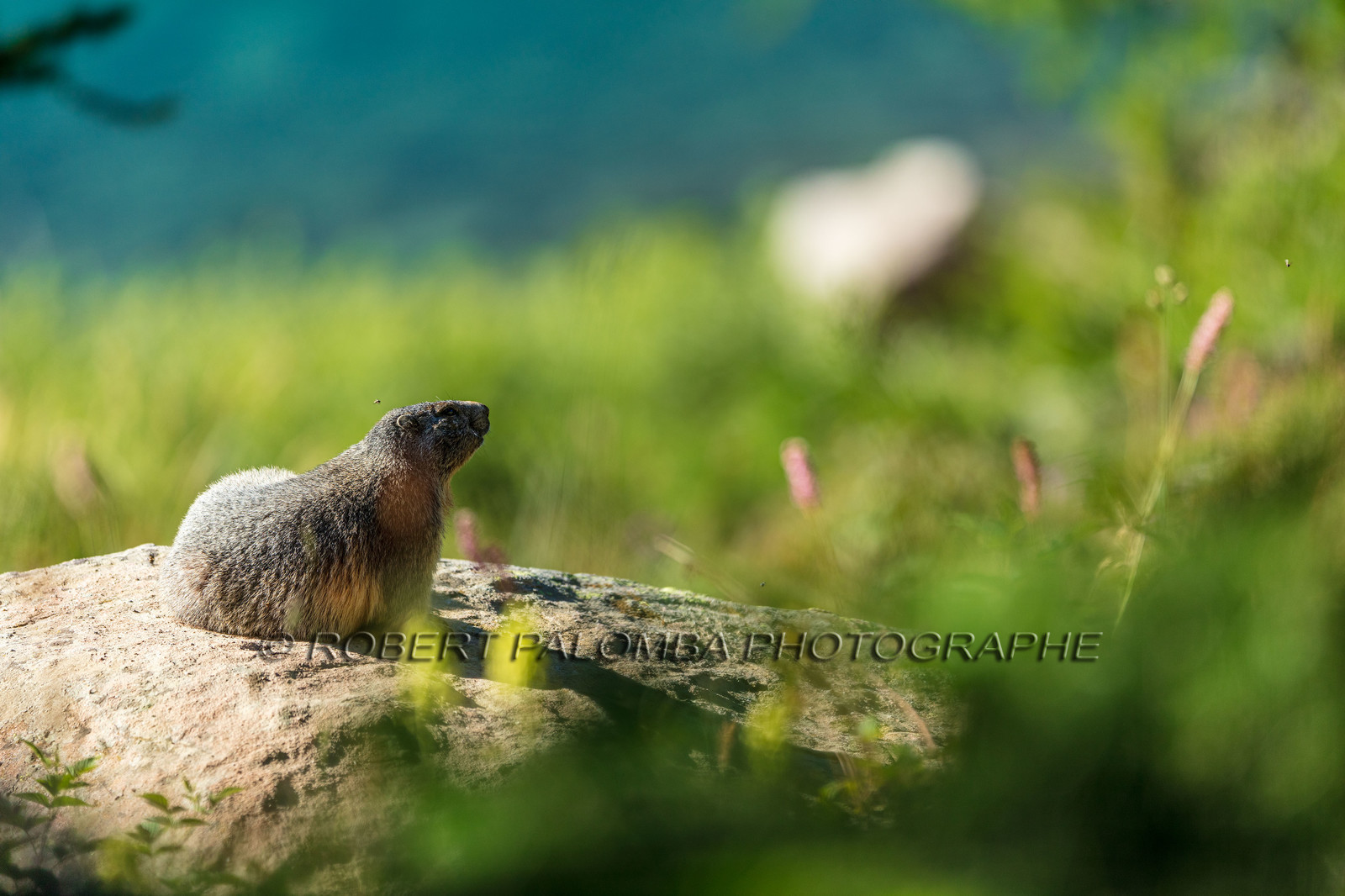 Marmotte