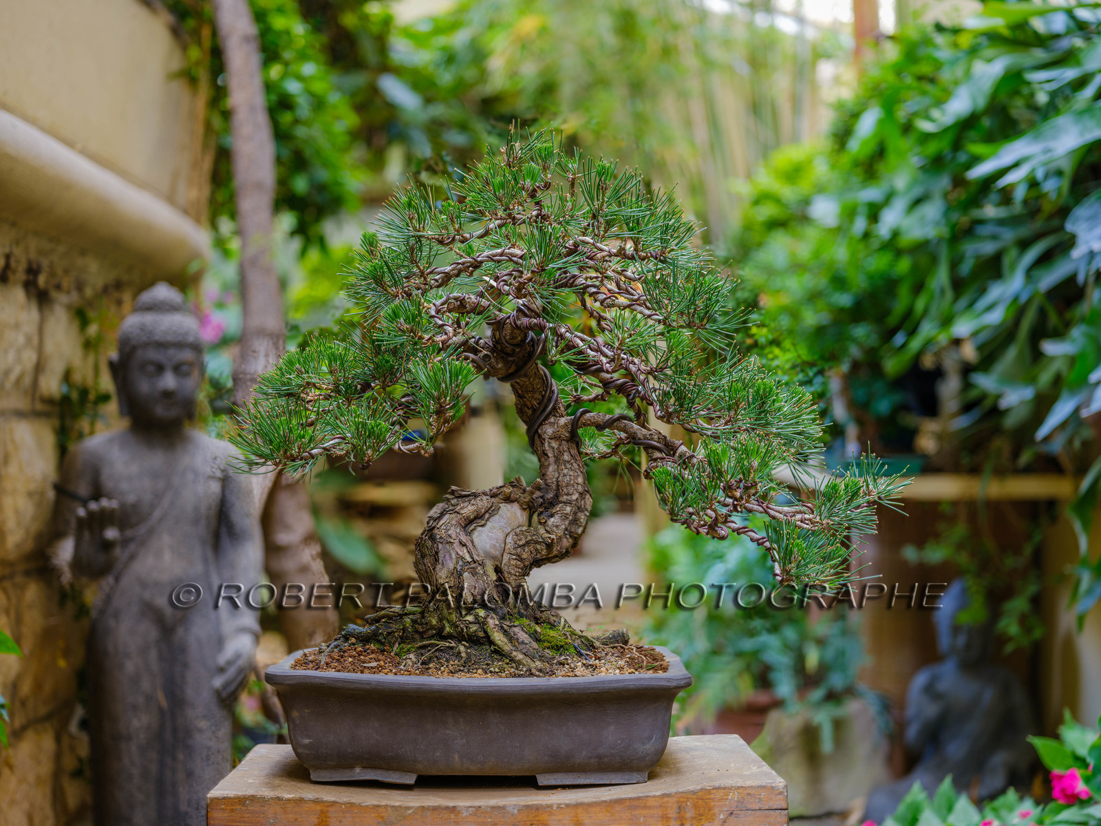 Bonsai Center