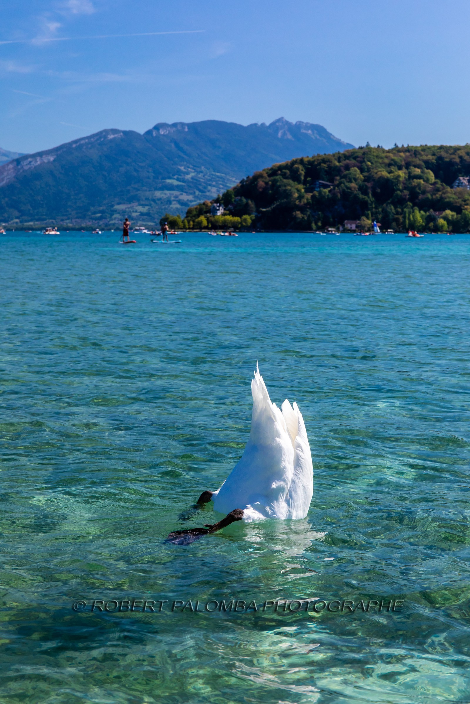 Cygne sur le Lac d'Annecy