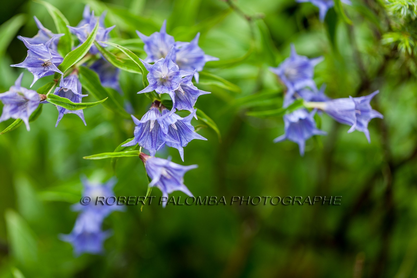 Flore corse