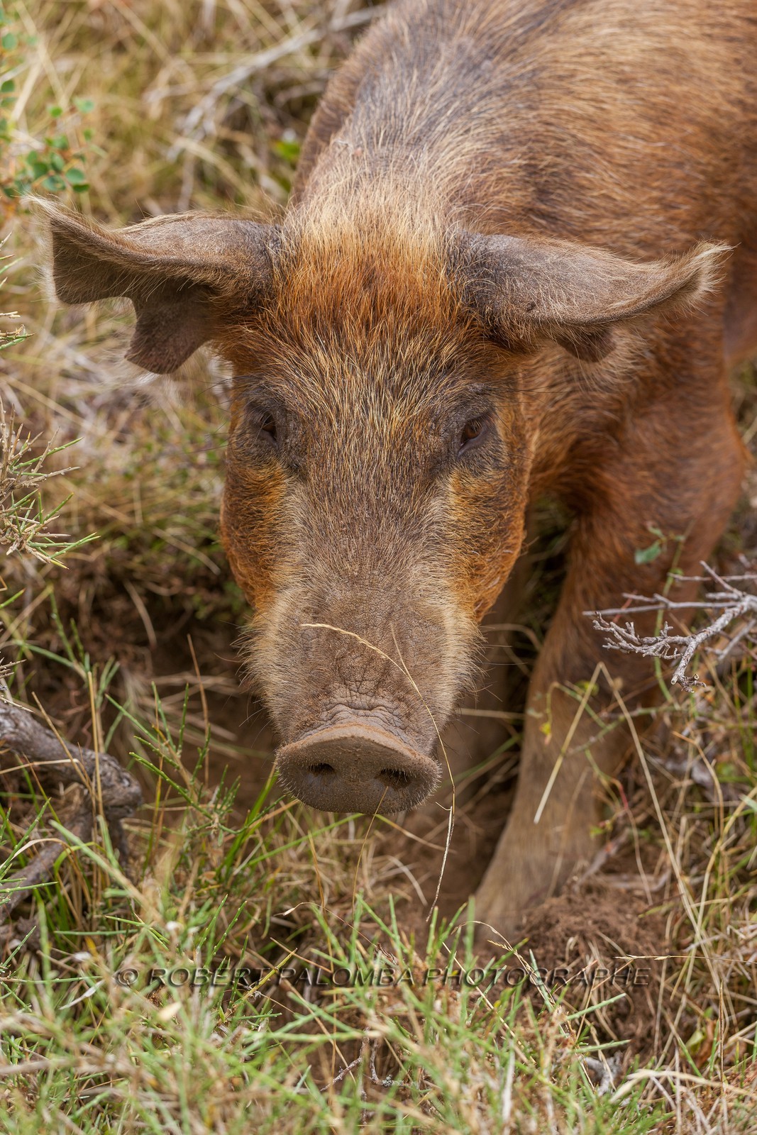 Faune corse
