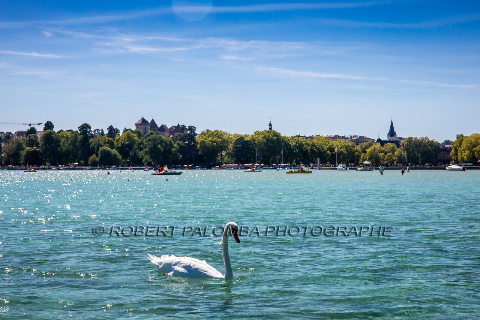 Cygne sur le Lac d'Annecy