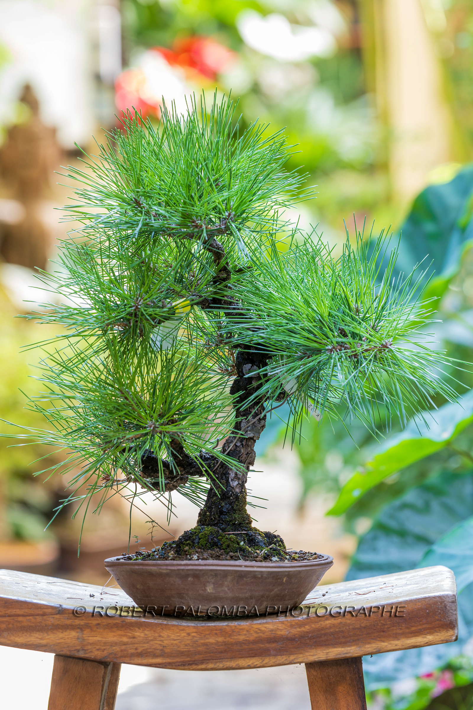 Alpes-Maritimes (06) Nice, Bonsaï,