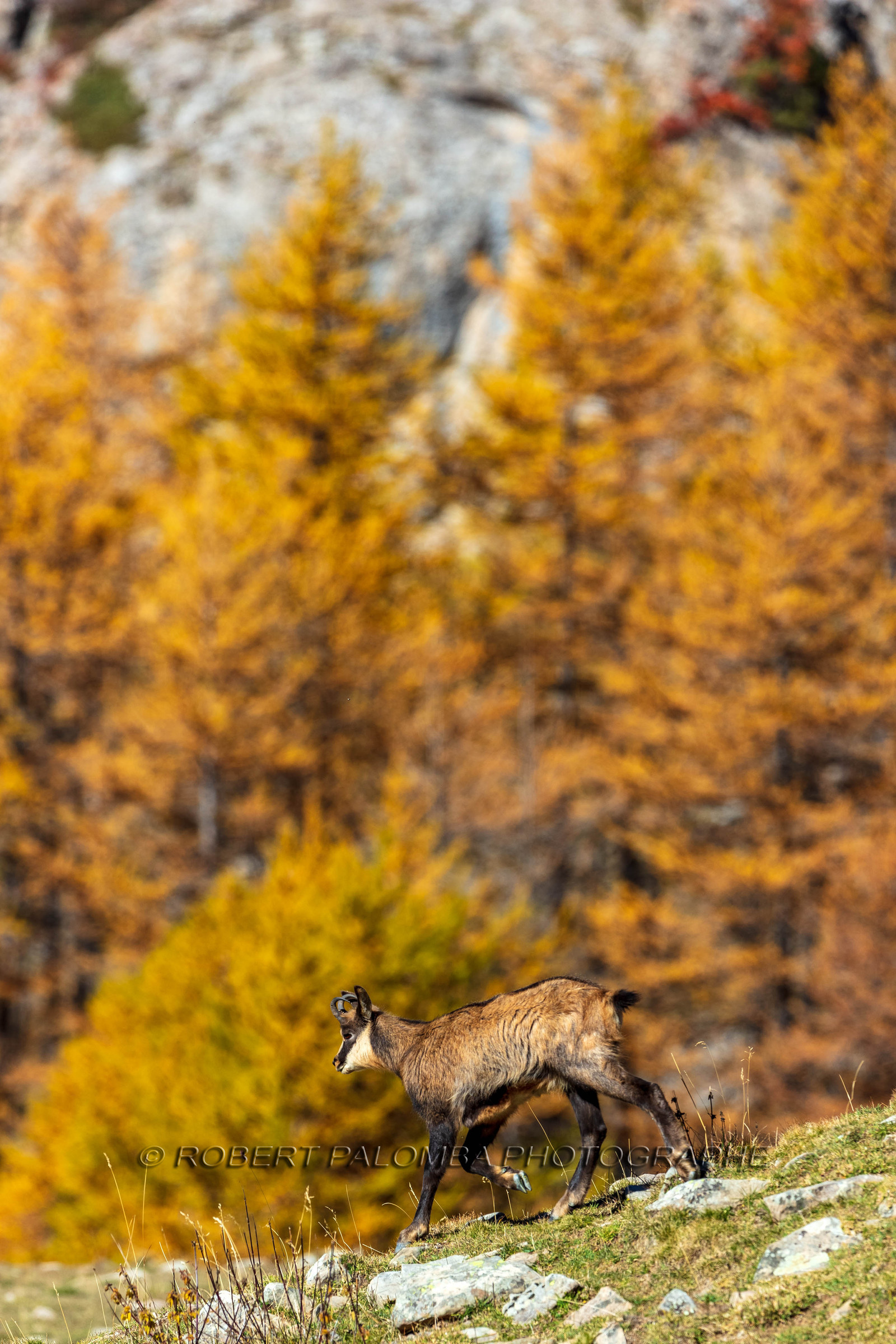 Chamois, Rupicapra rupicapra