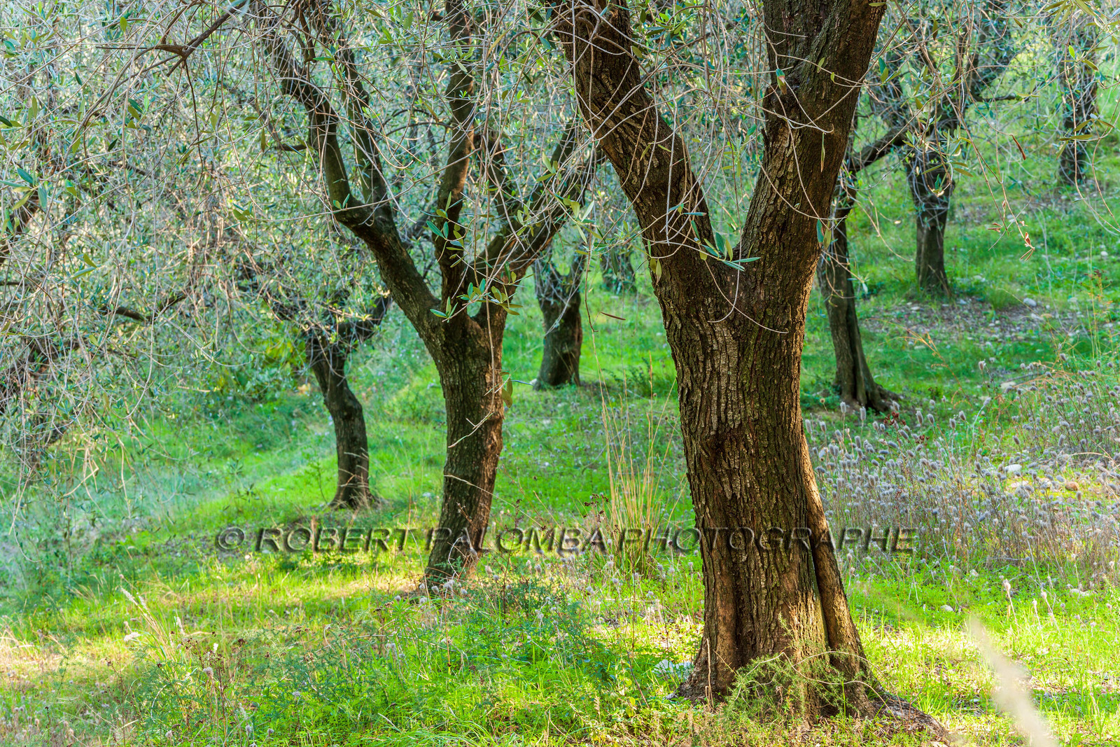 Huile d'Olive