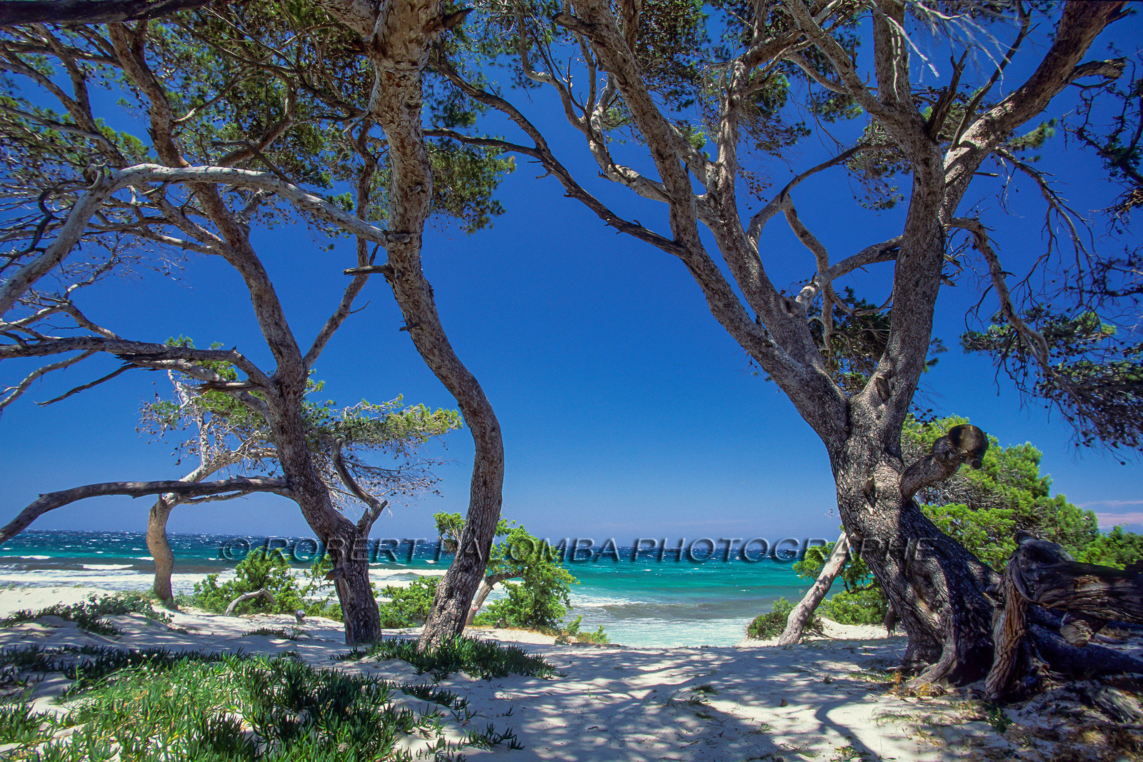 Saleccia