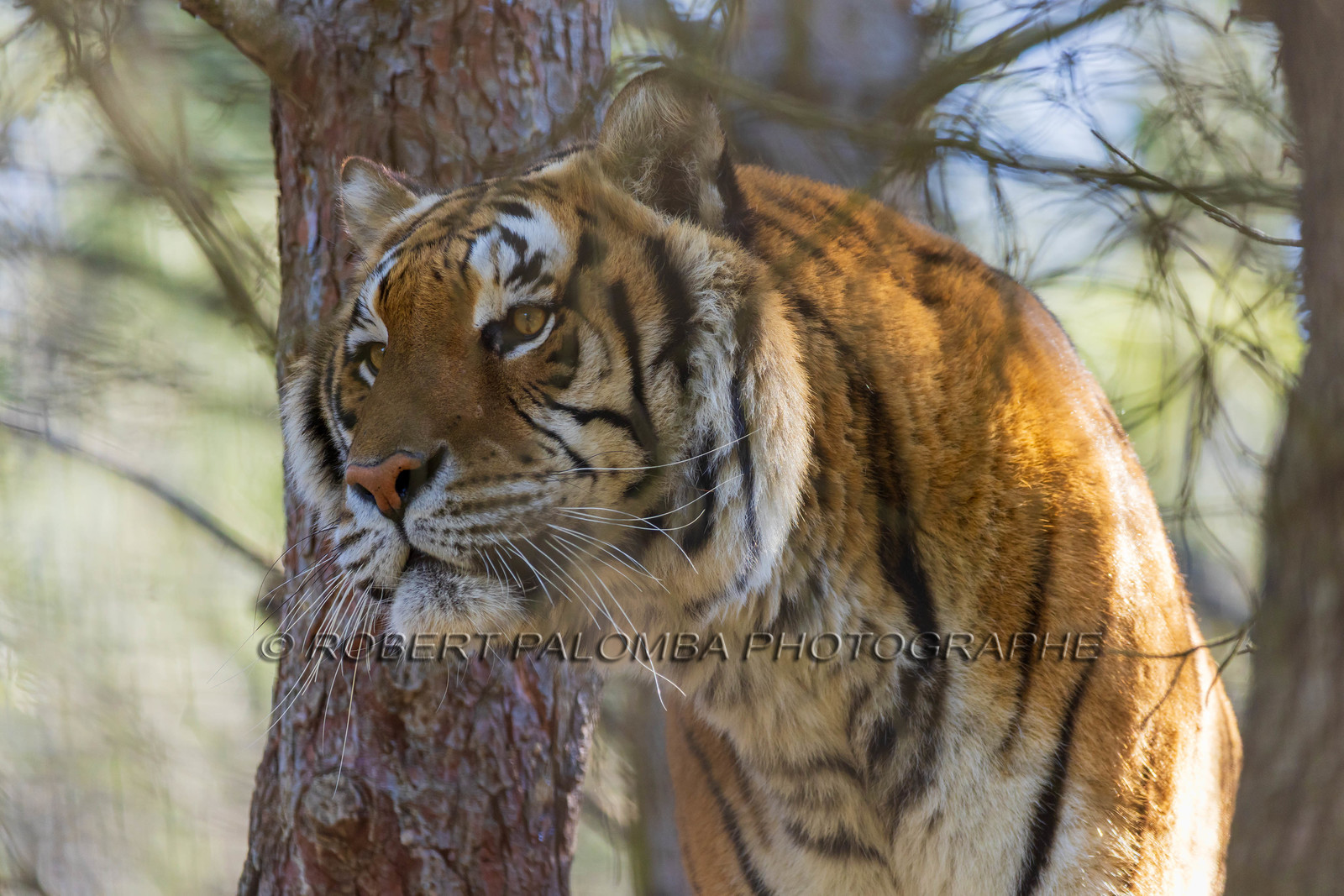 Tigre