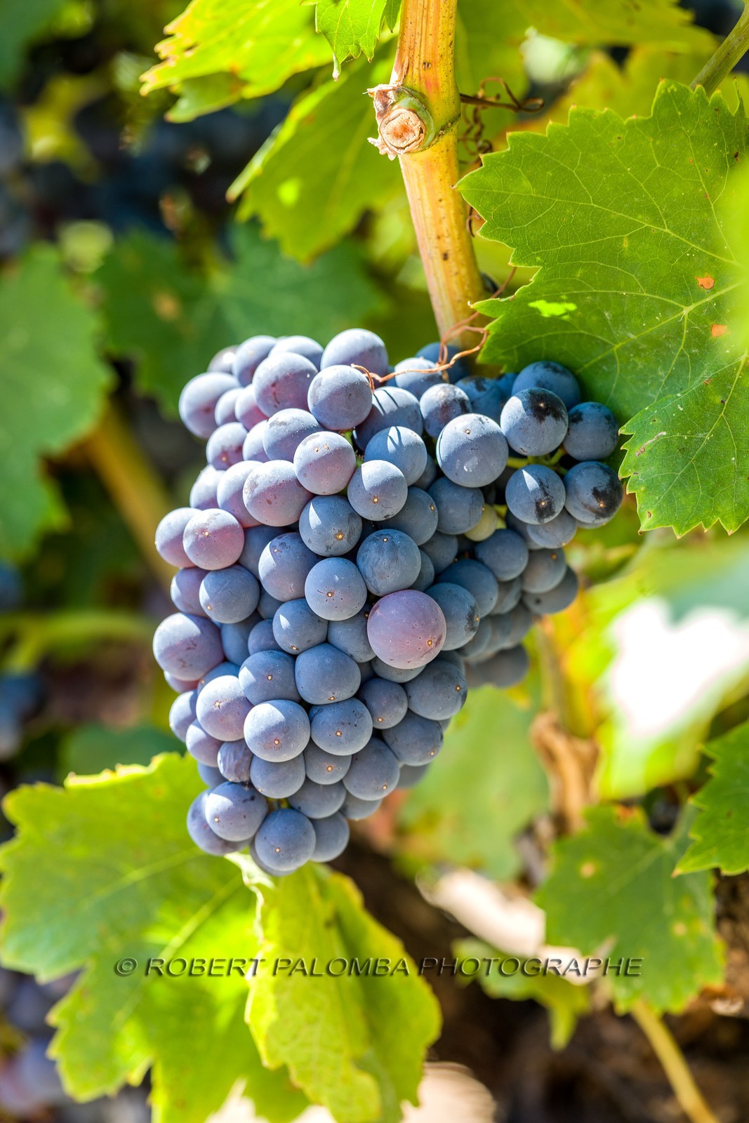 Vignoble corse