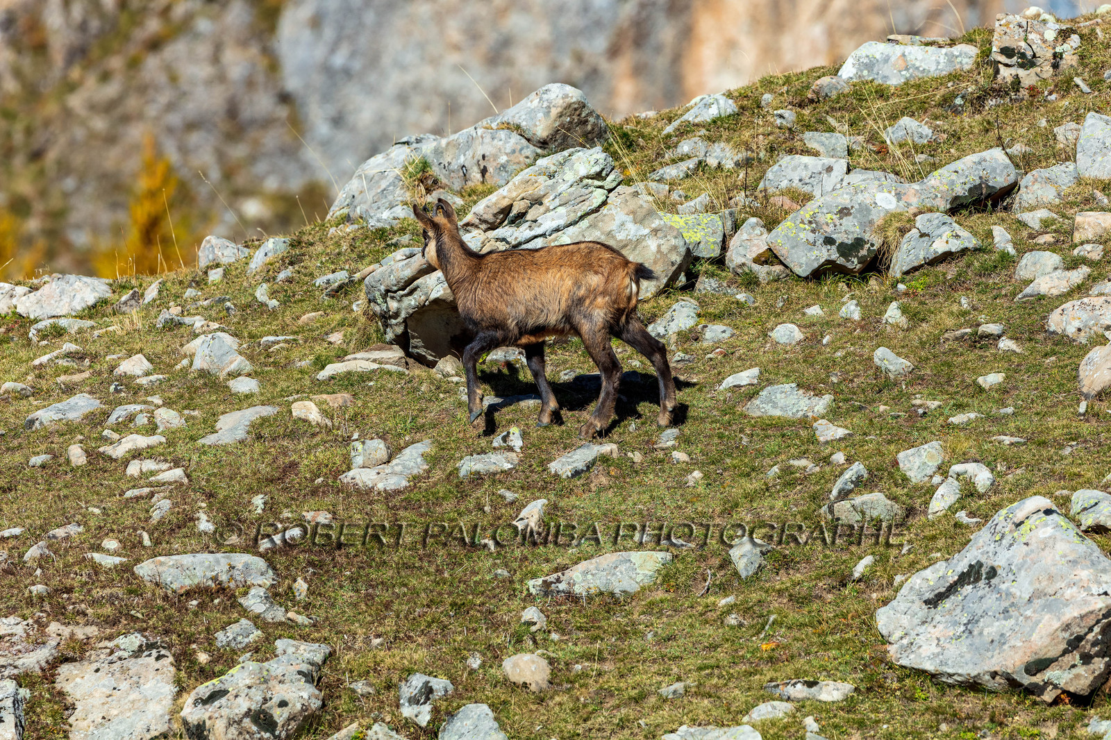 Chamois, Rupicapra rupicapra