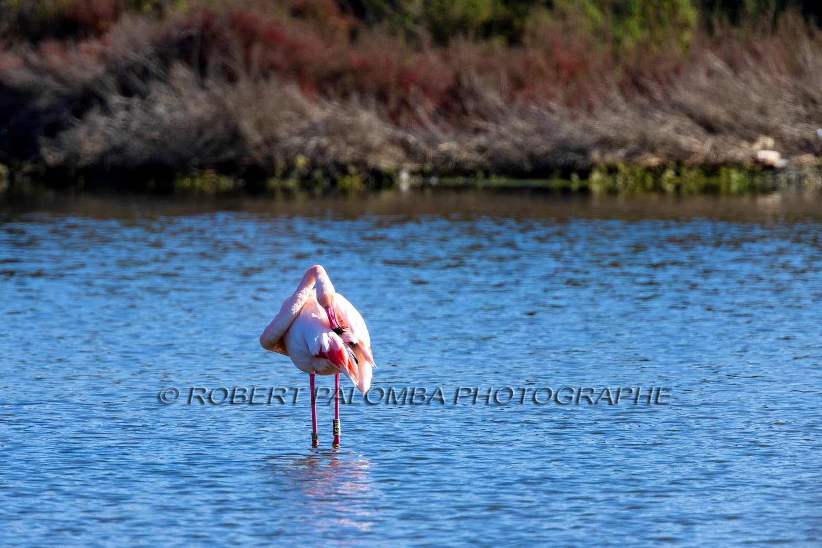 Flamant rose