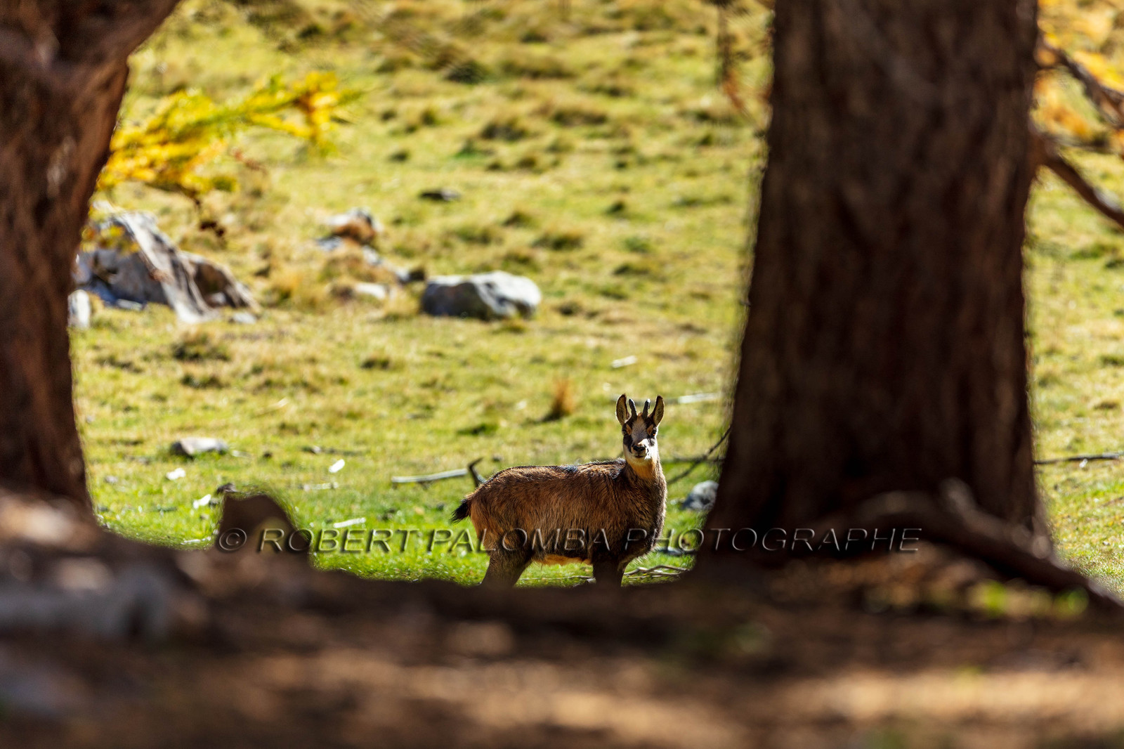 Chamois, Rupicapra rupicapra