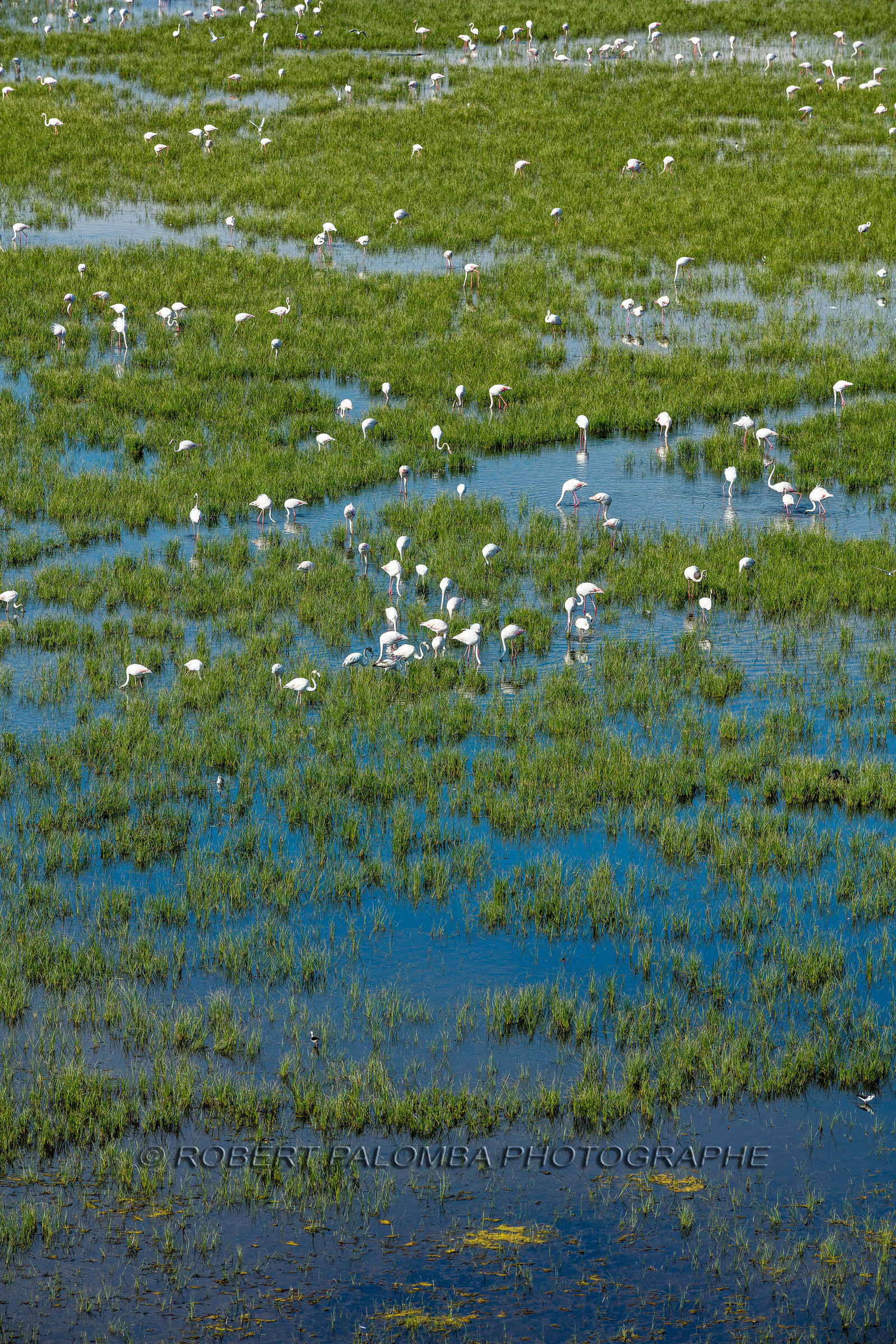 Camargue