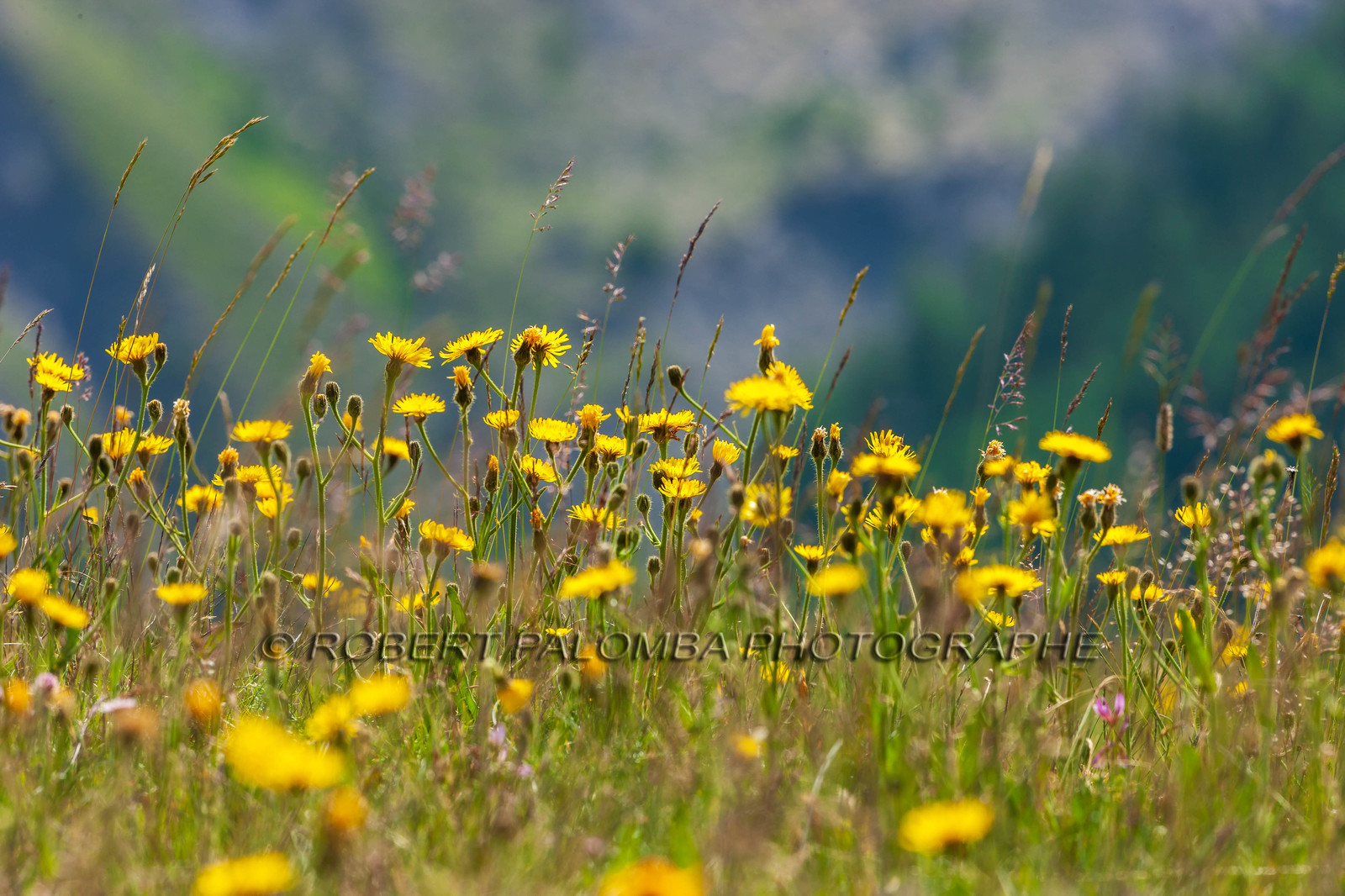 Col d'Allos