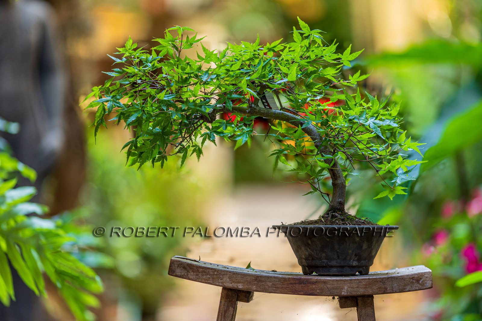 Bonsai Center