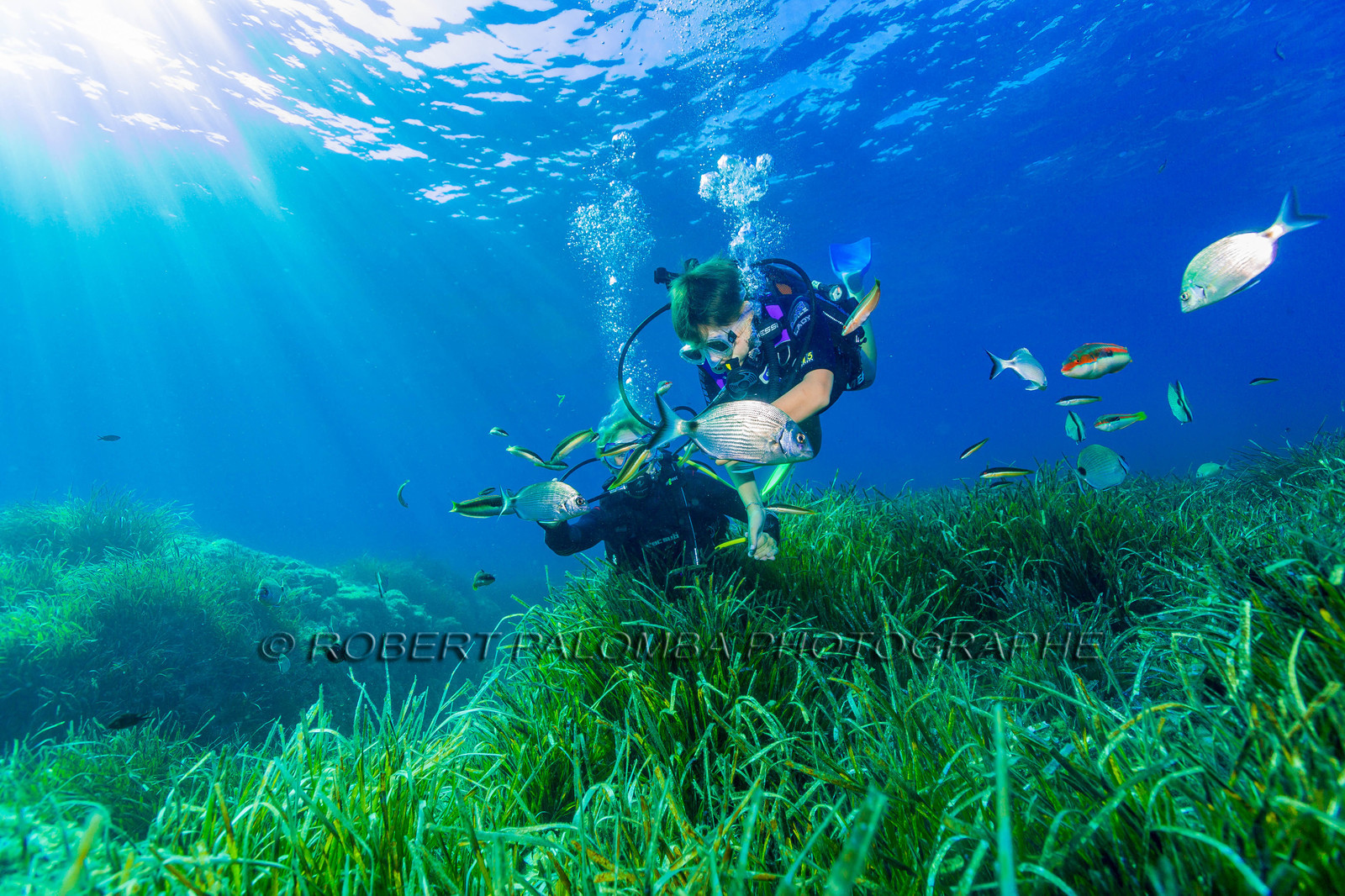Plongée-sous-marine
