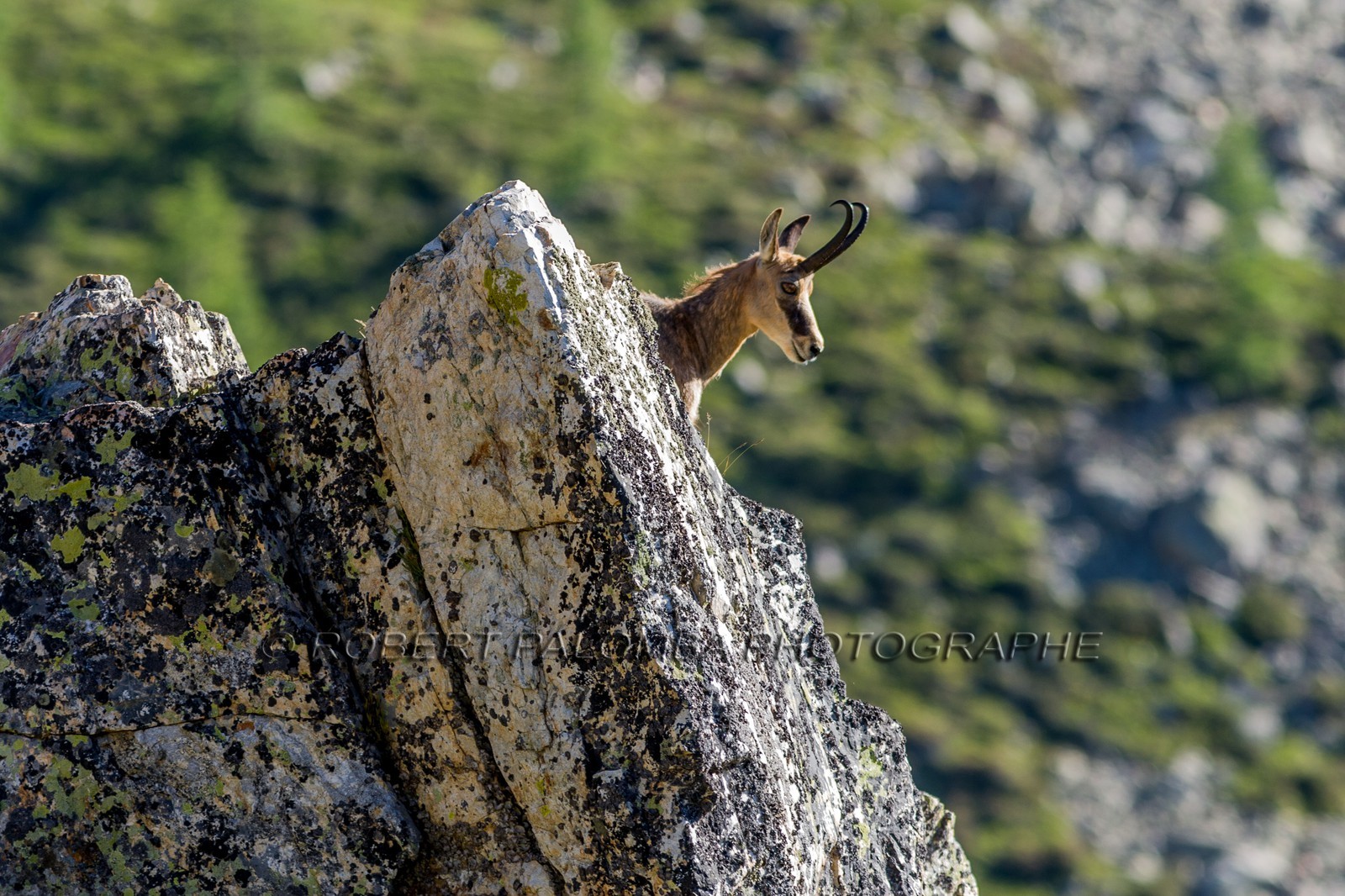 Chamois