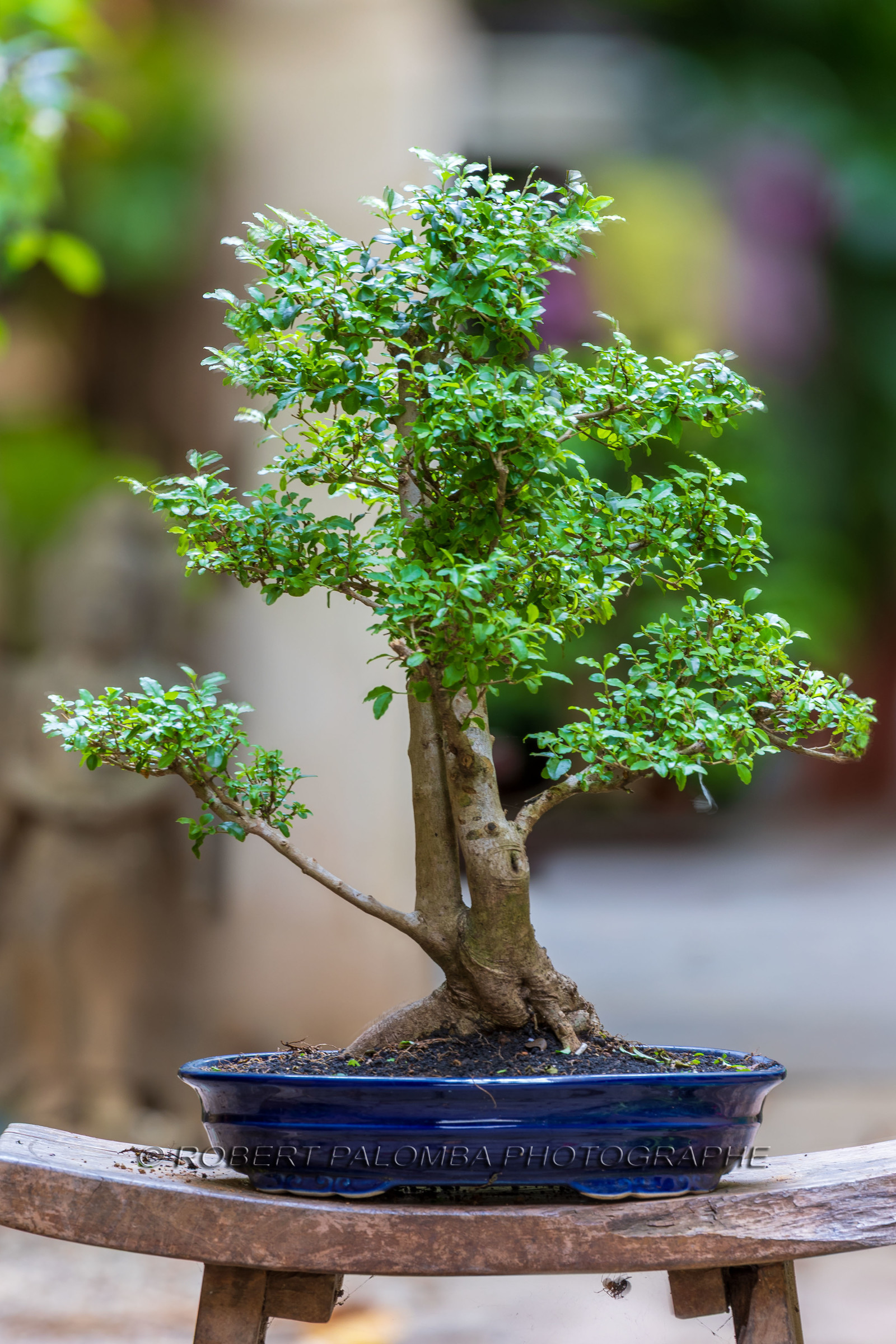 Bonsai