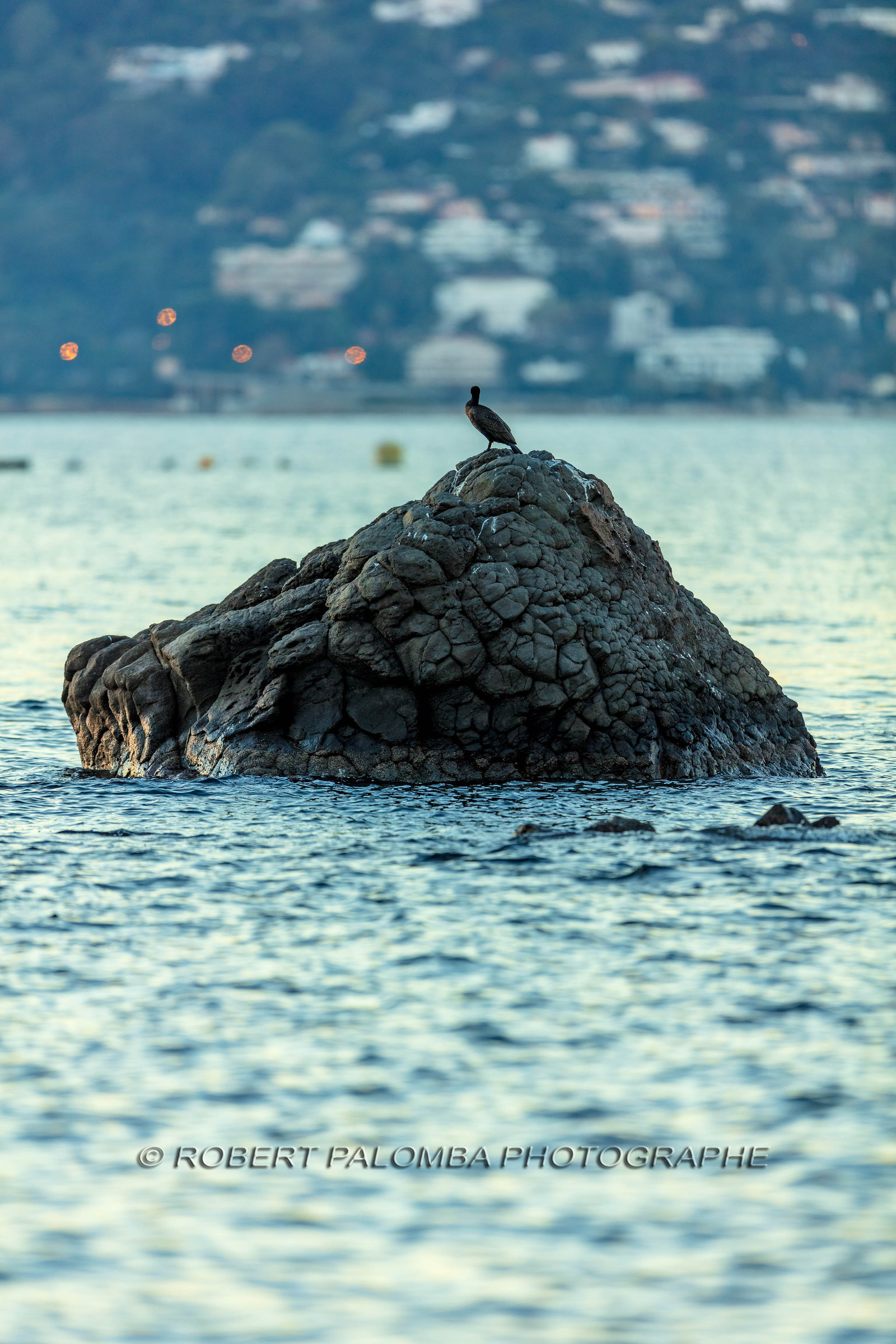 Cormoran