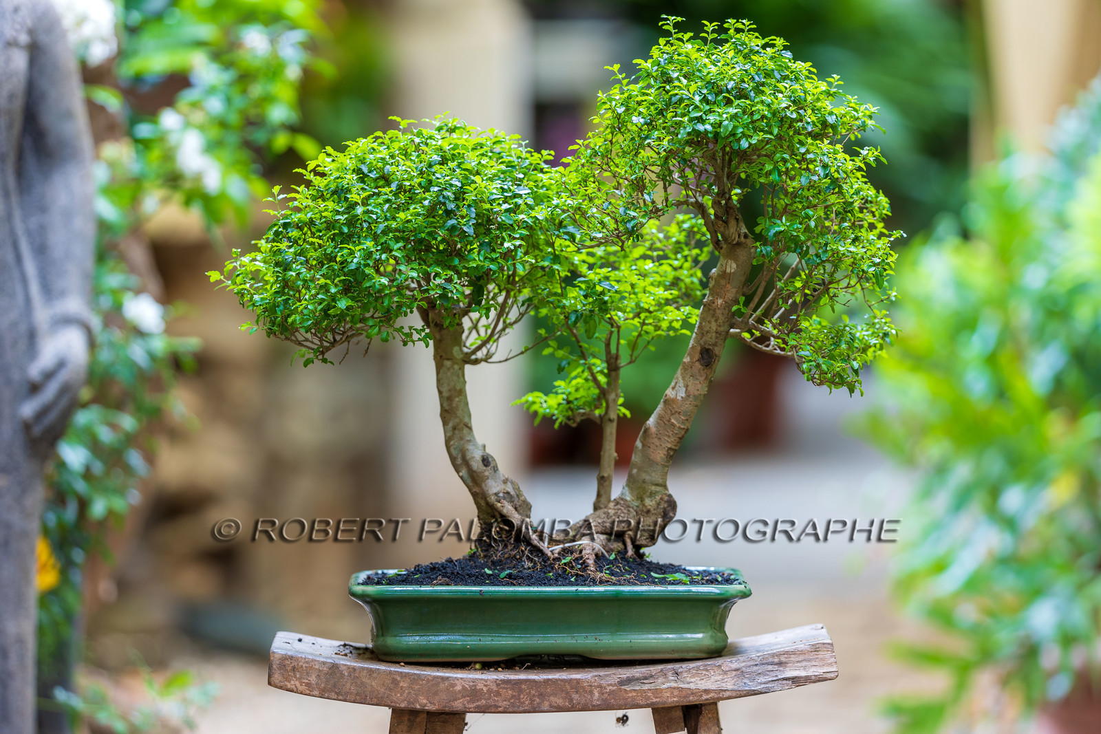 Bonsai