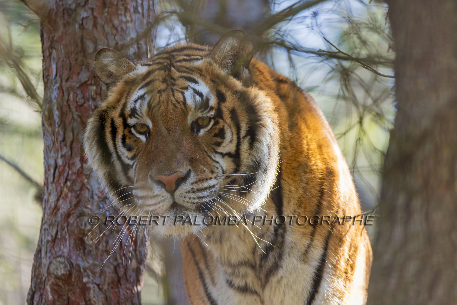Tigre