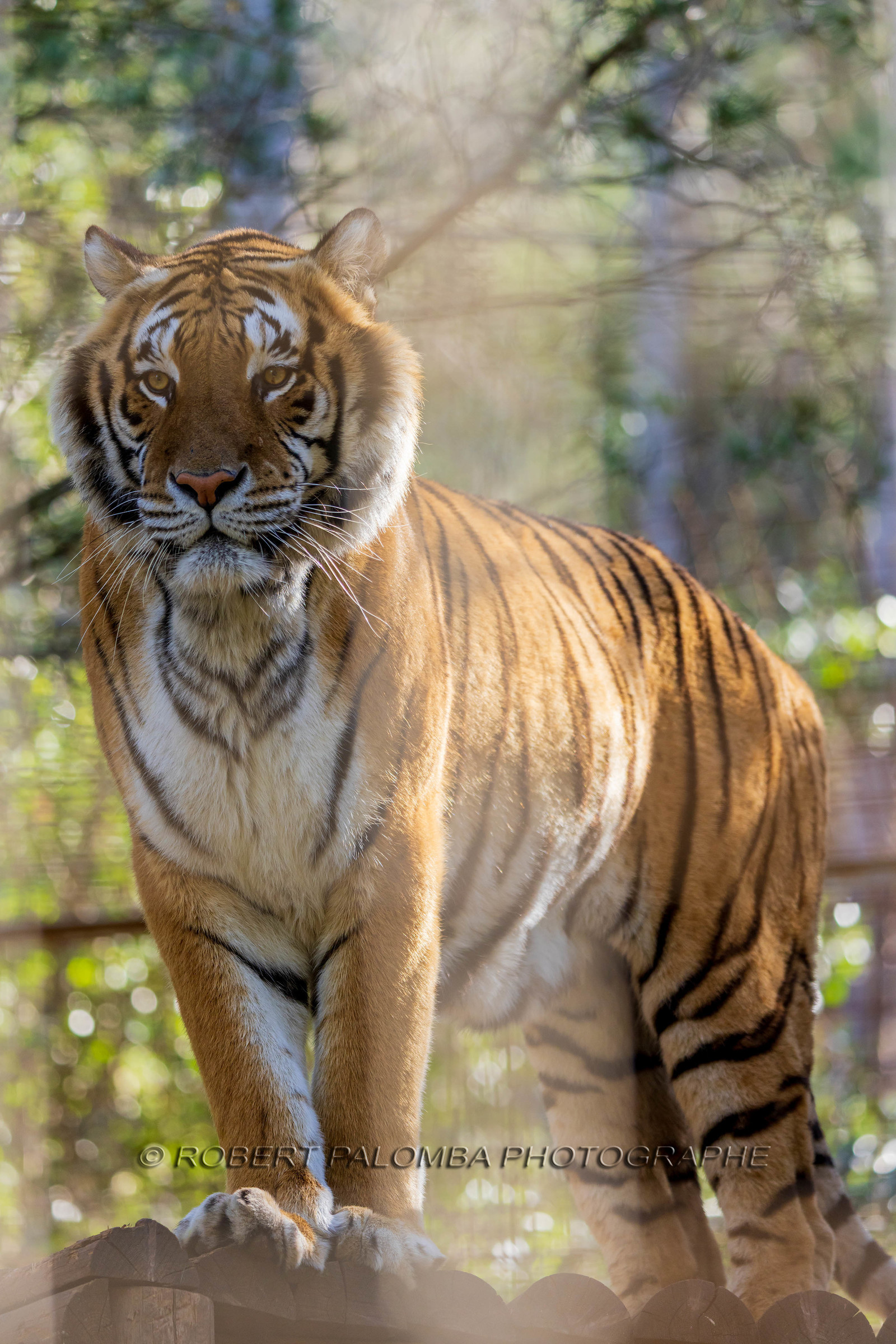 Tigre