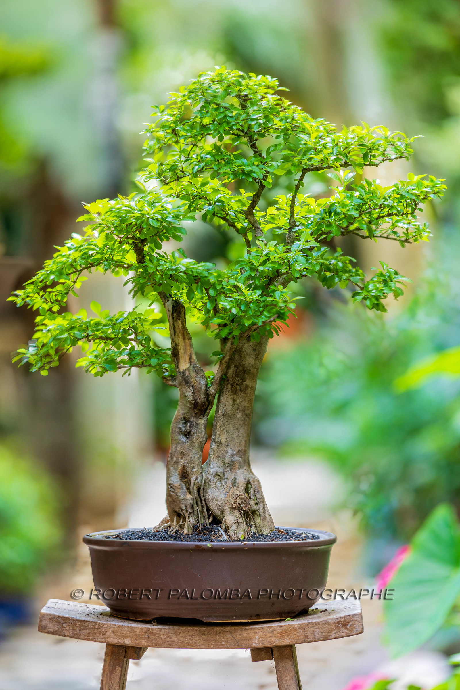 Bonsai Center